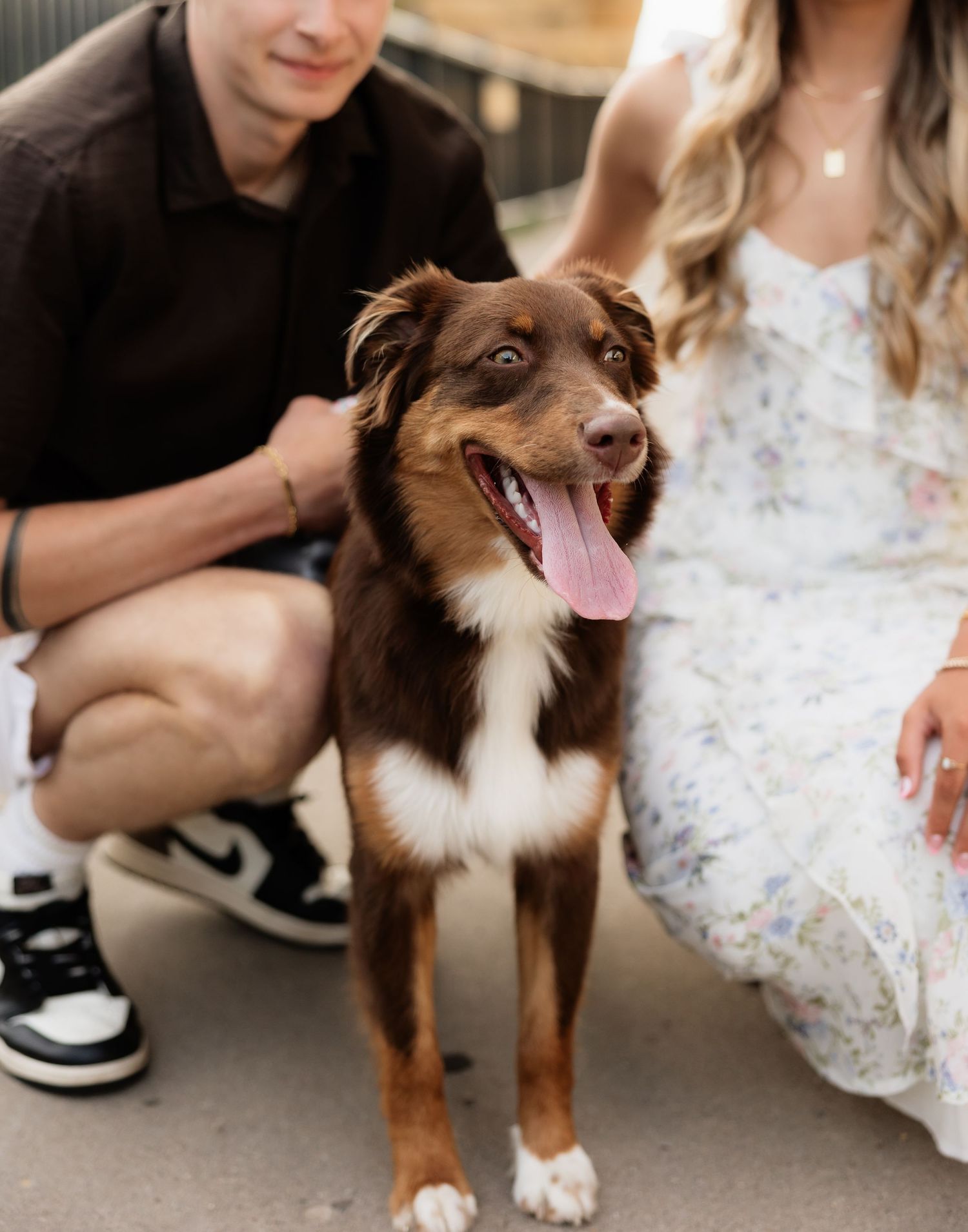 A happy brown Australian Shepherd dog with tongue out, sitting between a crouching couple during an outdoor photo session.