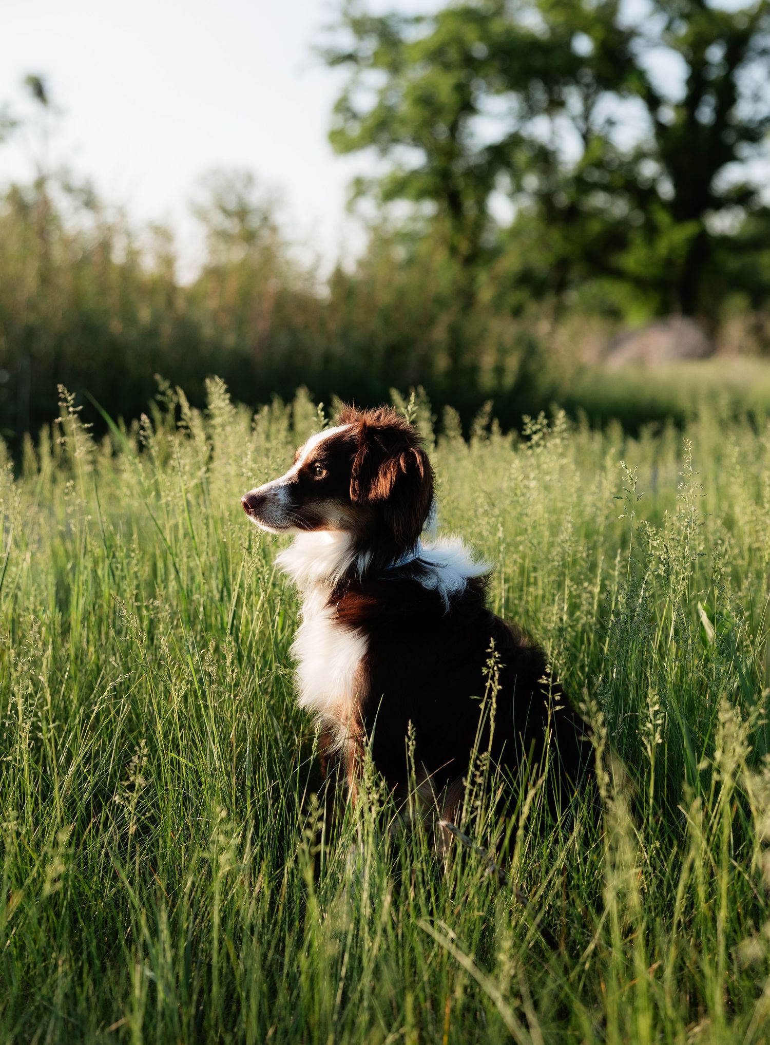 Small Australian Shepherd dog sitting in tall green grass in a sunlit field.