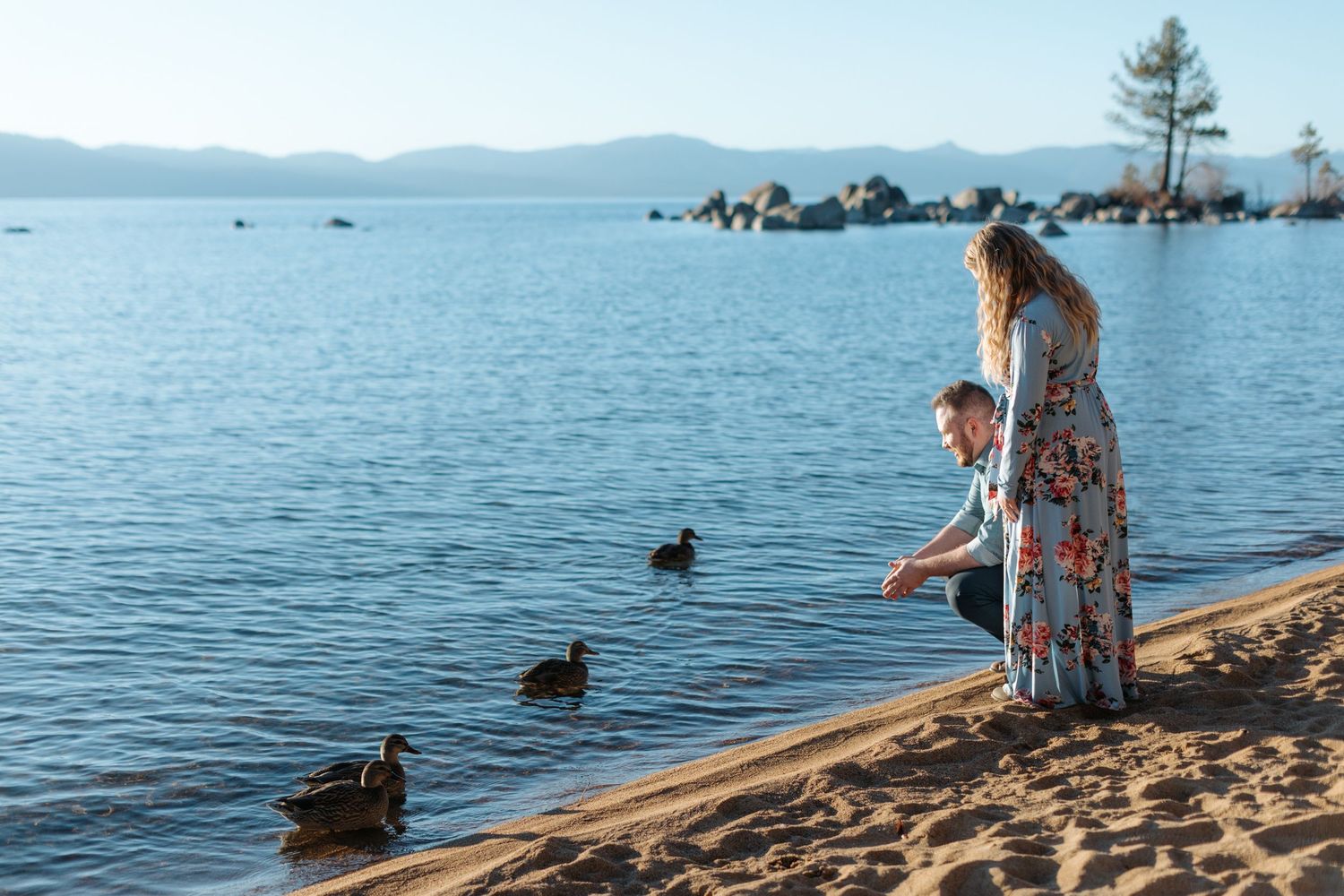 Peaceful lakeside scene with ducks swimming near a sandy beach during sunset.
