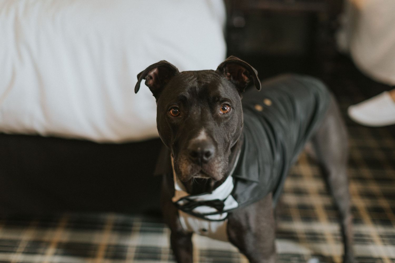 Black dog sitting attentively on patterned bedding in indoor setting.