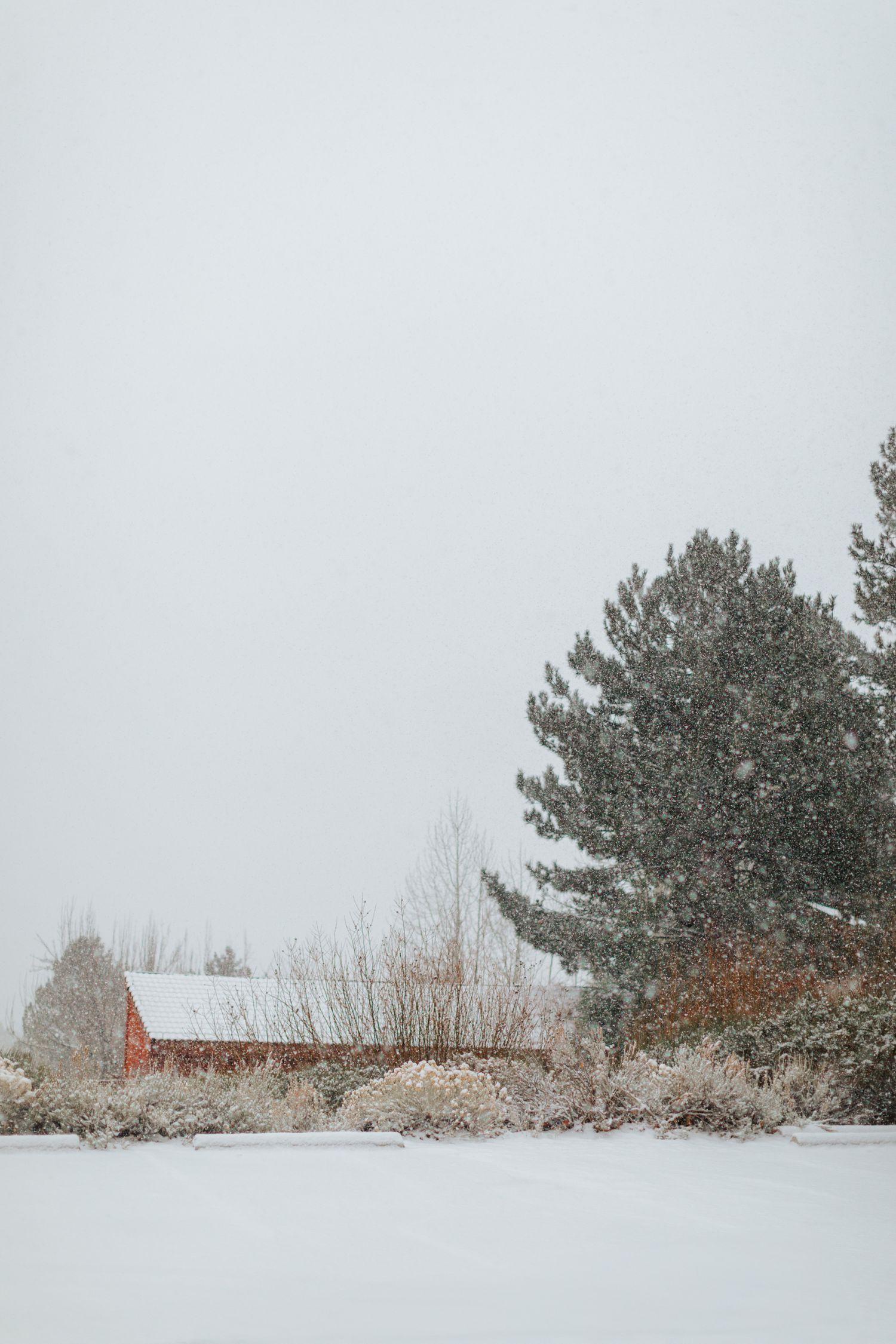 Snow covered winter landscape with evergreen trees and a red building in the distance.