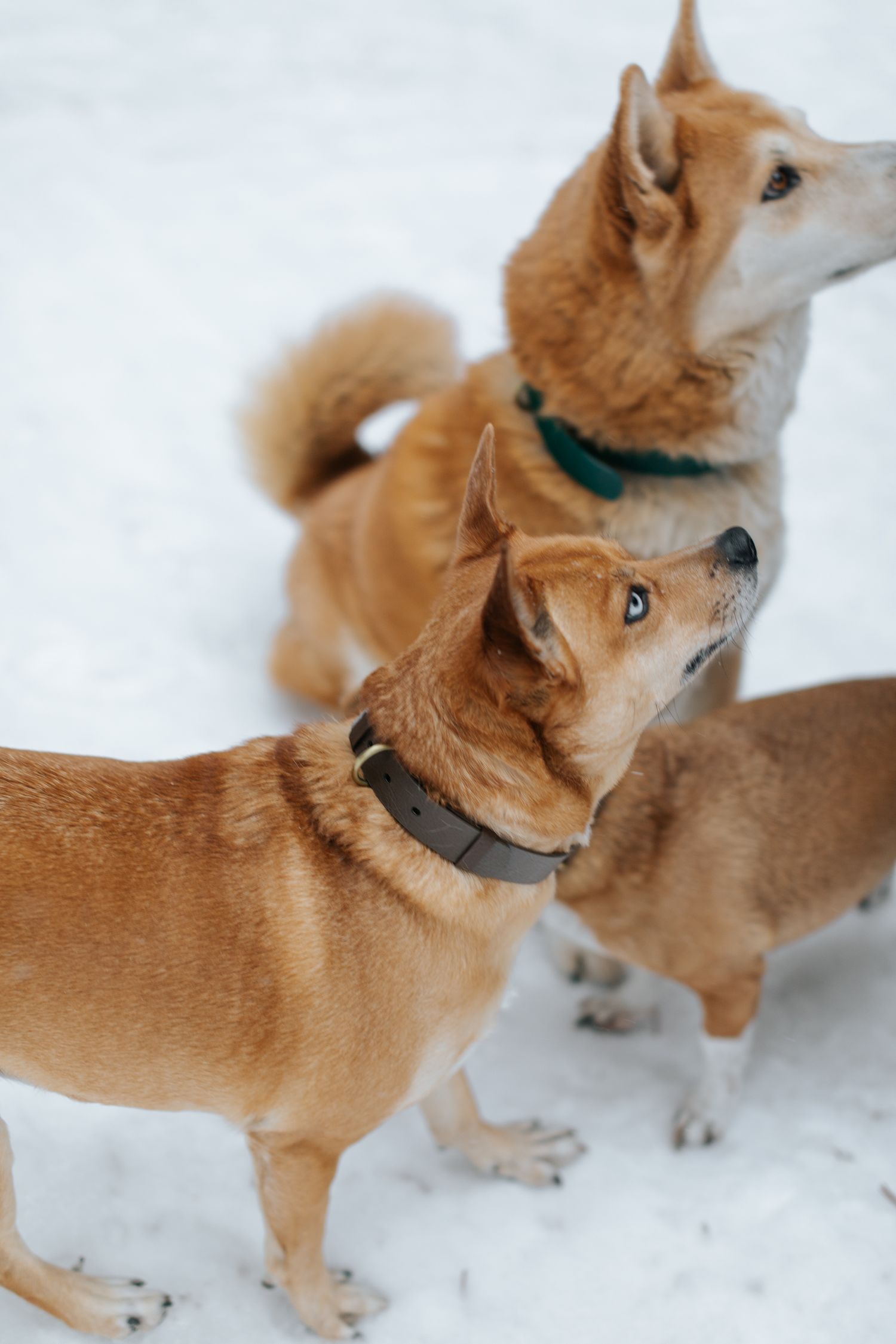 Two playful Shiba Inu dogs with reddish fur playing in fresh snow.