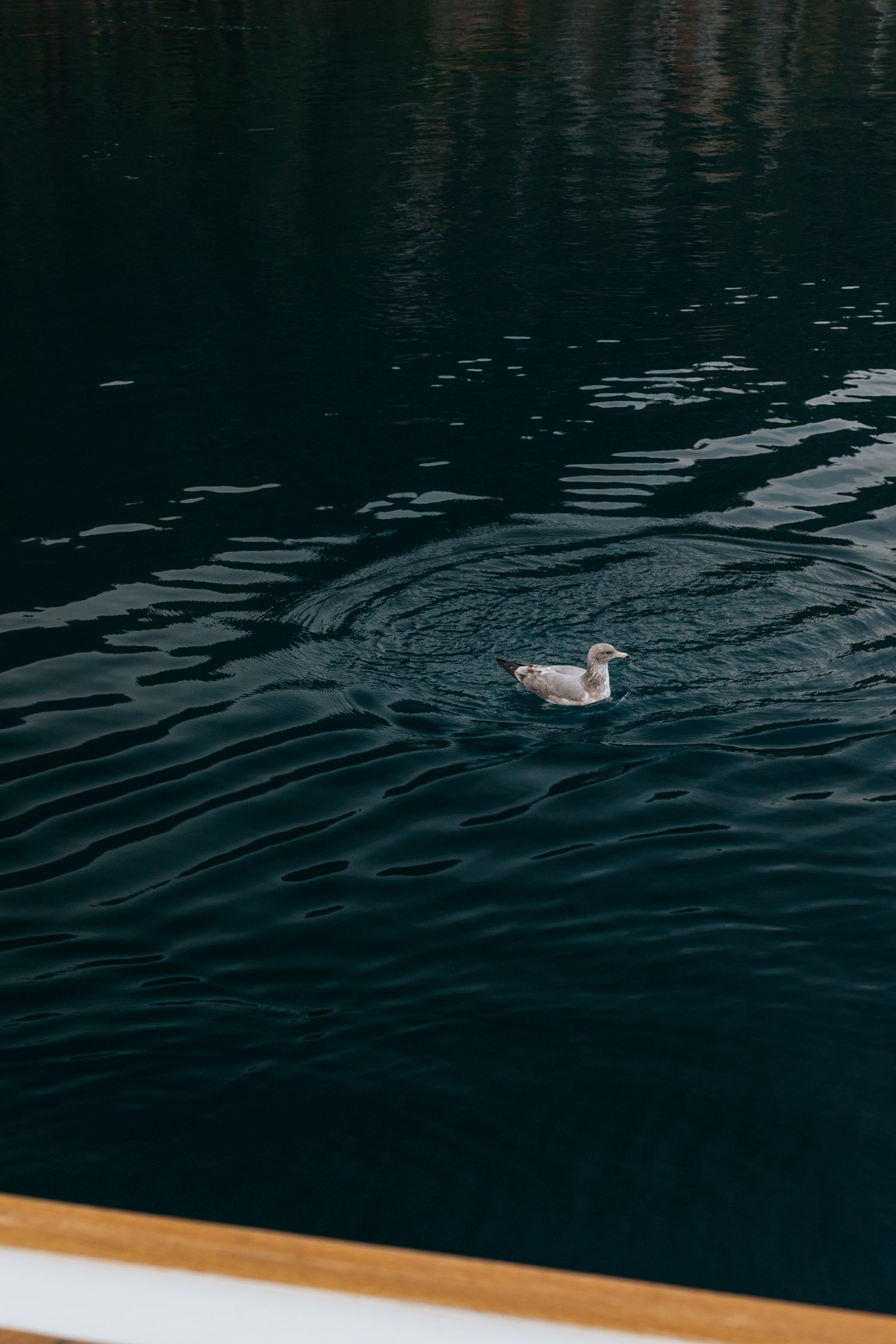 Dark rippling water with a wooden boat railing visible along the bottom edge.