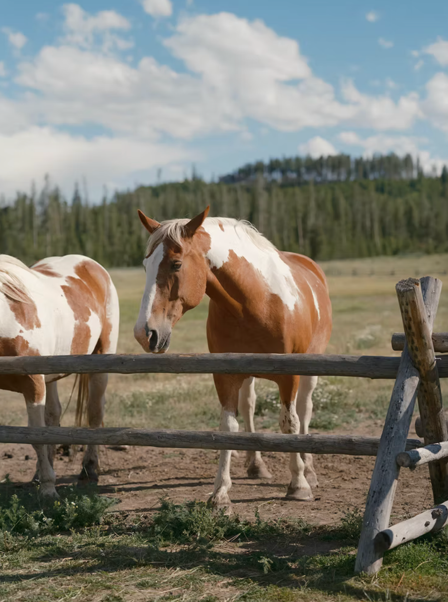 A group of paint horses stand together in a rustic fenced pasture under blue skies with white clouds.