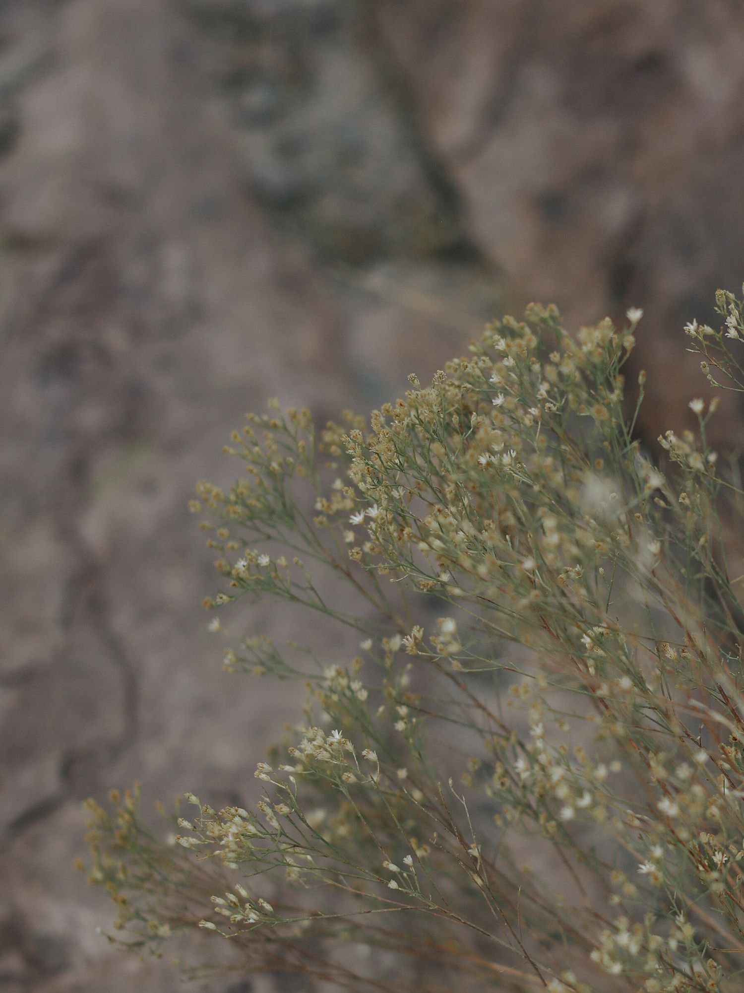 Desert wildflowers bloom against a blurred rocky background.
