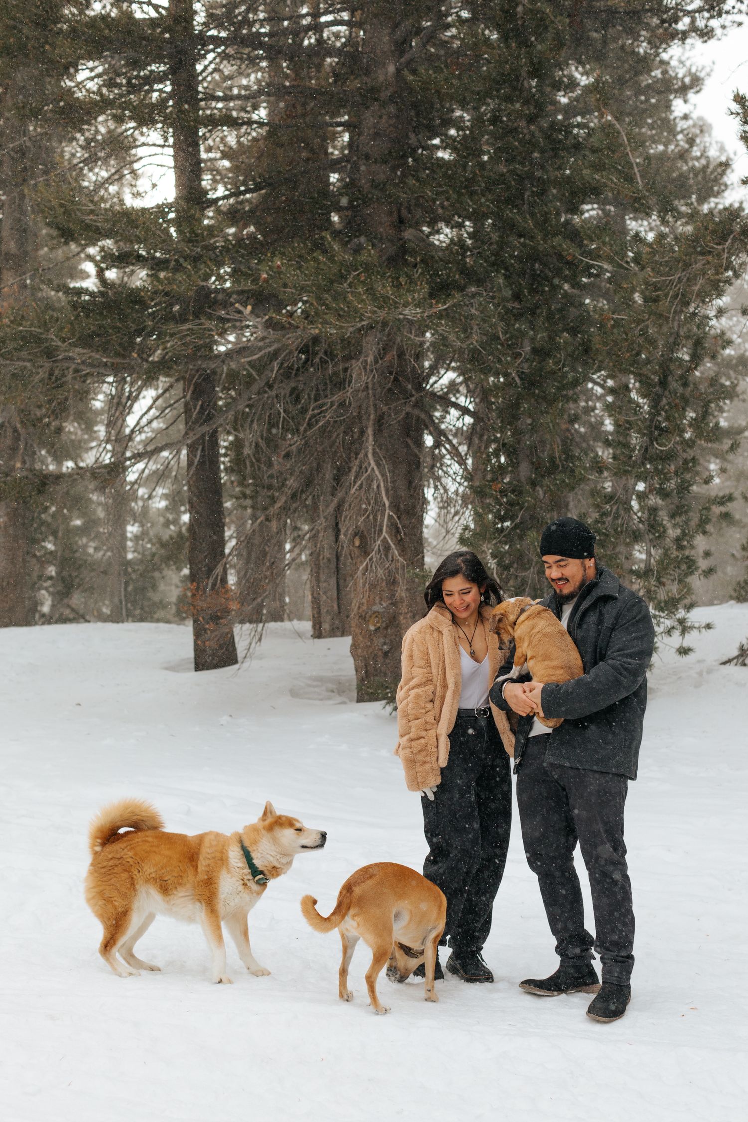 Couple with their Shiba Inu dogs enjoying a snowy day in the forest.
