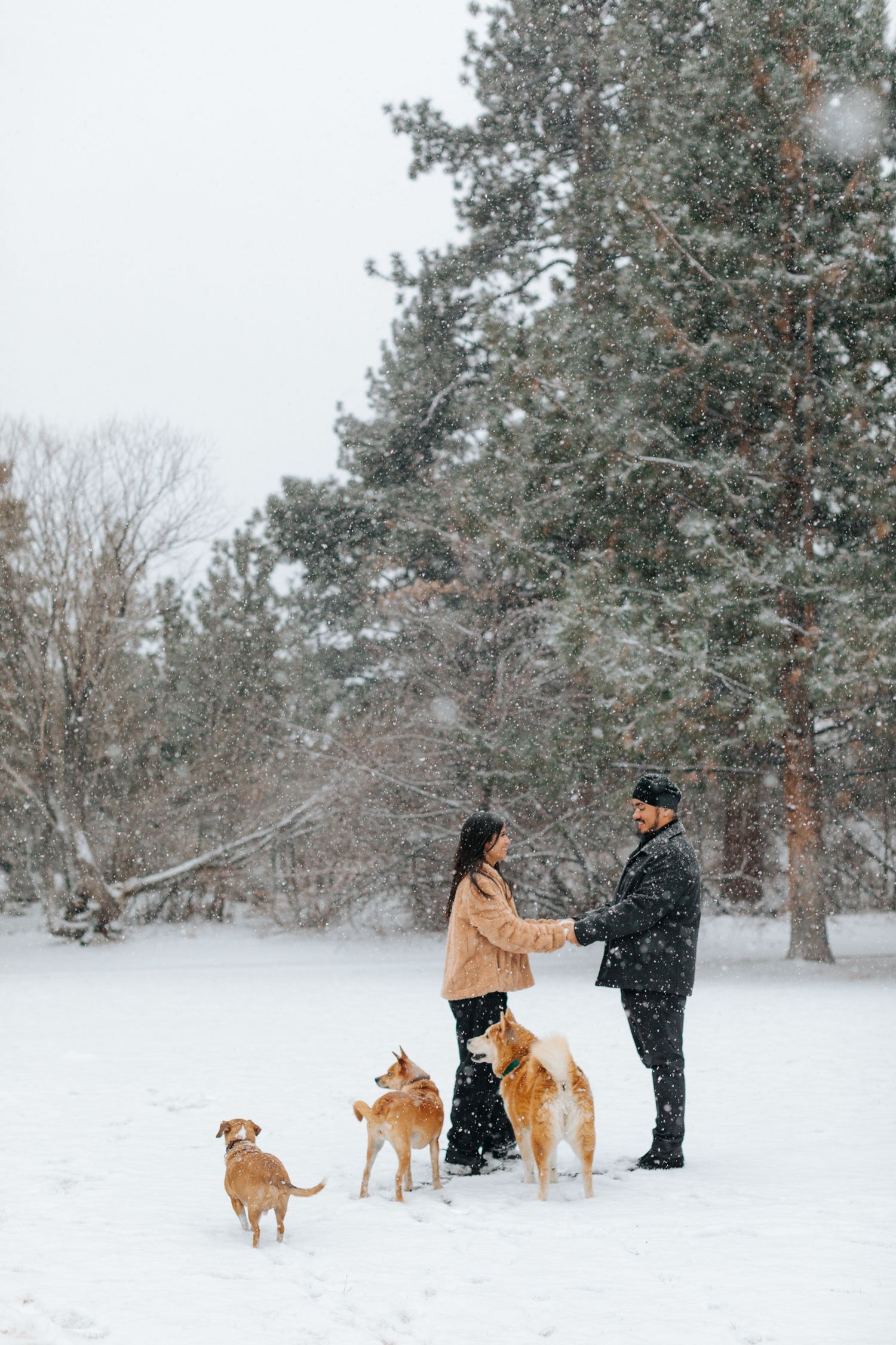 Winter scene with couple and three dogs playing in snow-covered forest setting.