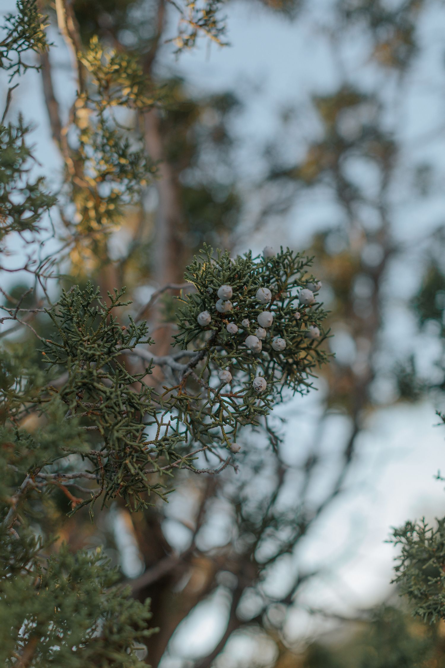 Close-up of evergreen tree branches with soft bokeh effect.