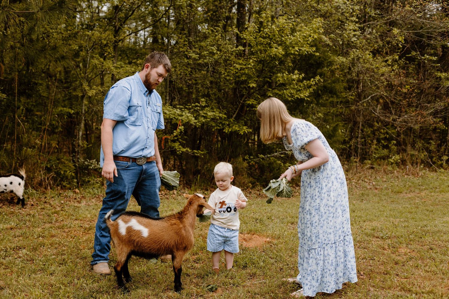 Young family with a toddler feeding a brown goat on a rural farm in the woods.