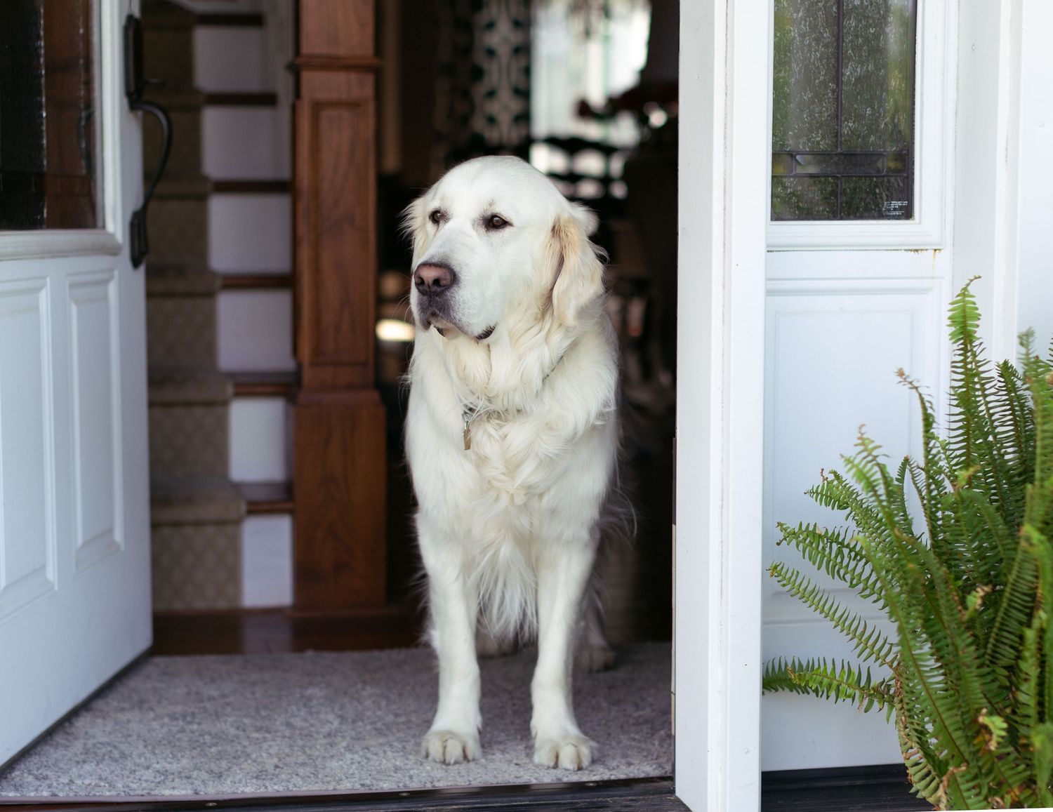 Duncan the golden retreiver