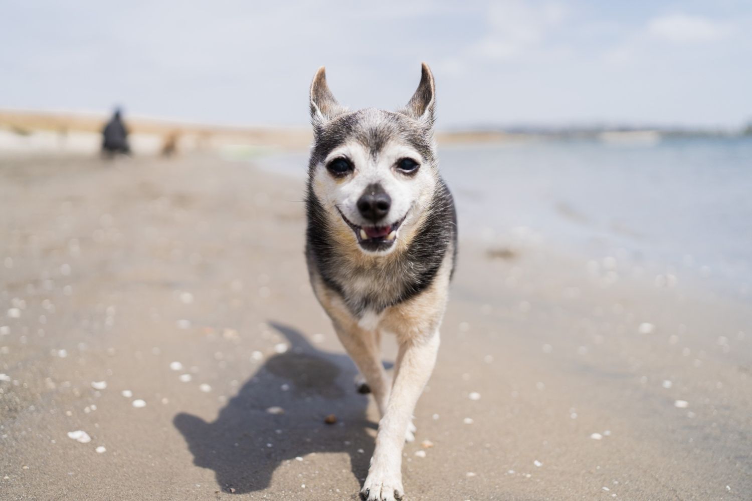 A happy senior dog runs along a sandy beach with ocean waves and blue sky in the background.