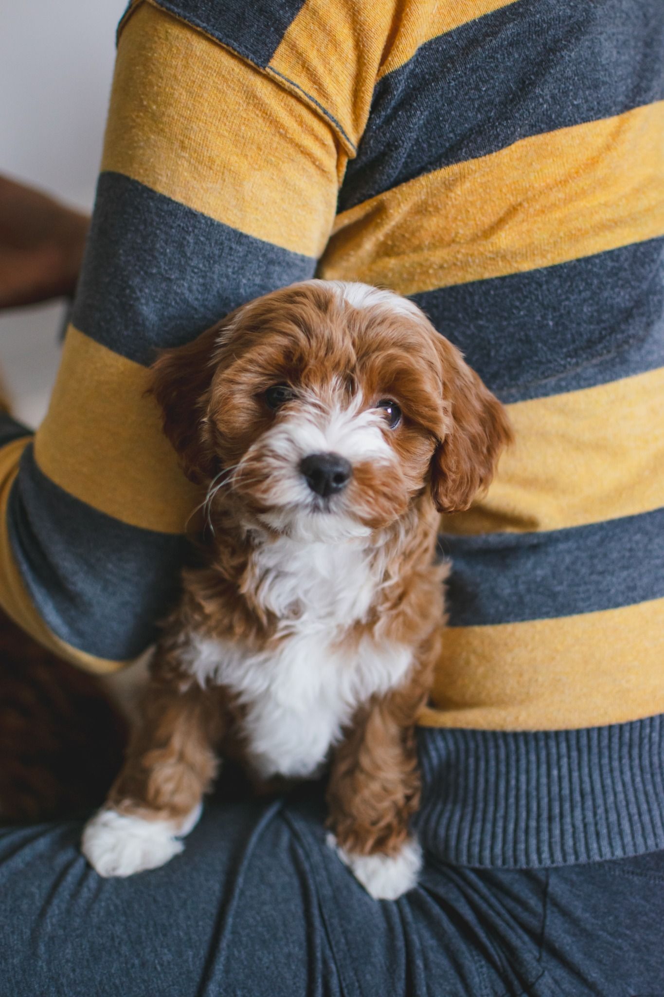 Cute brown and white cavapoo puppy sitting on lap of person wearing yellow and gray striped sweater.