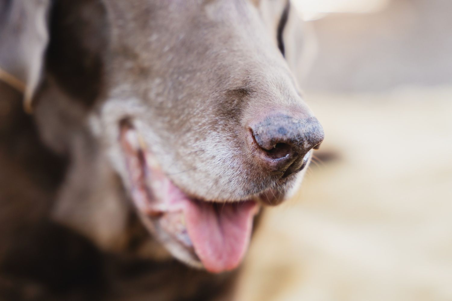 Close-up of a Weimaraner dog with tongue out, showcasing its silver-gray coat and wet nose.