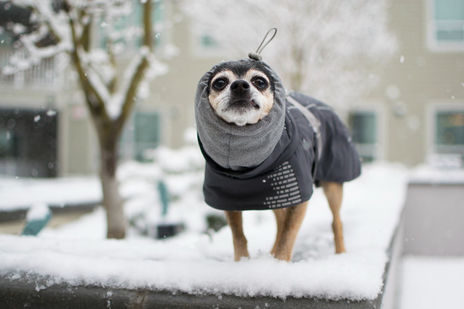 A small Chihuahua dog wearing a gray winter coat stands on a snowy ledge outdoors during a snowfall.