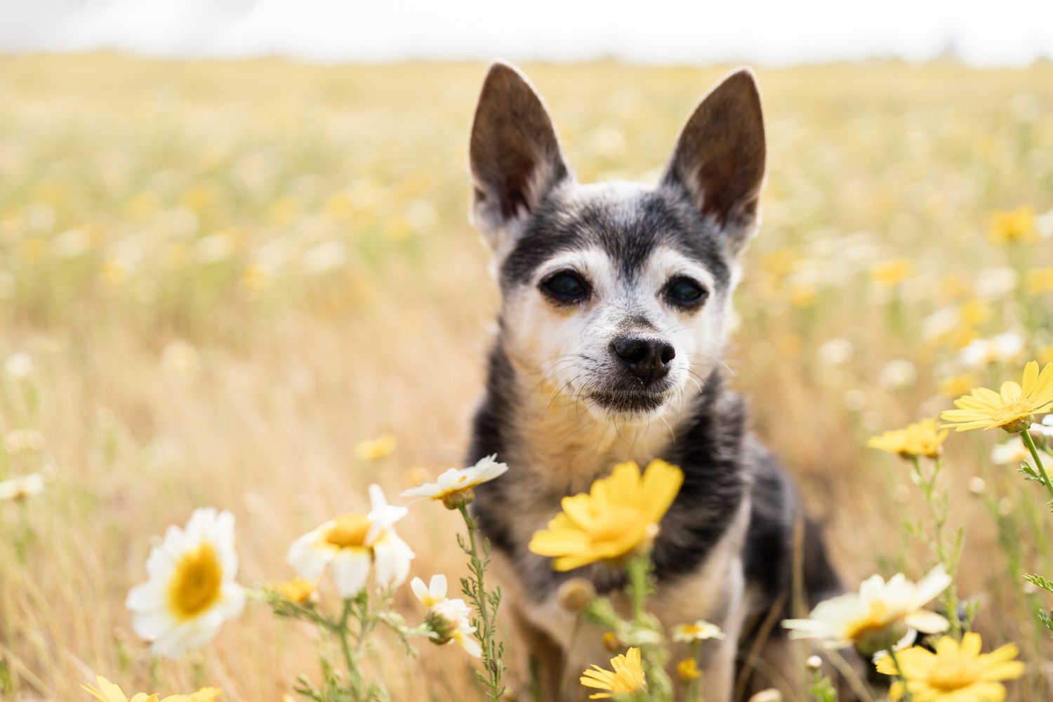 A small black and gray Chihuahua sits among yellow and white wildflowers in a golden meadow field.