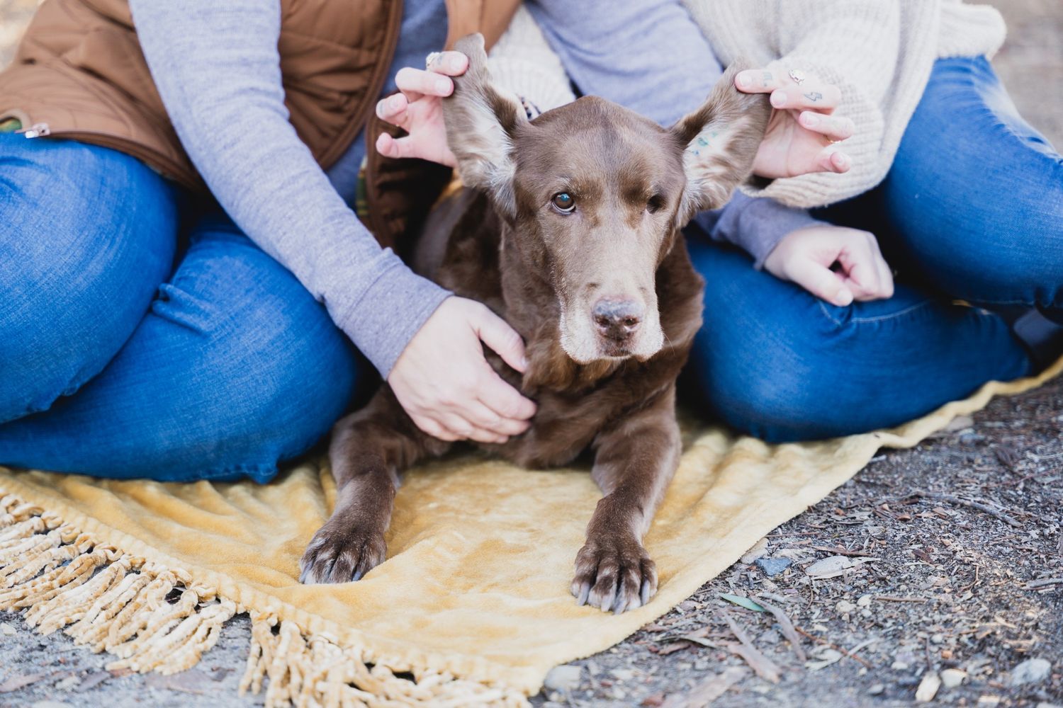 Two people petting a chocolate Labrador Retriever lying on a yellow blanket outdoors.