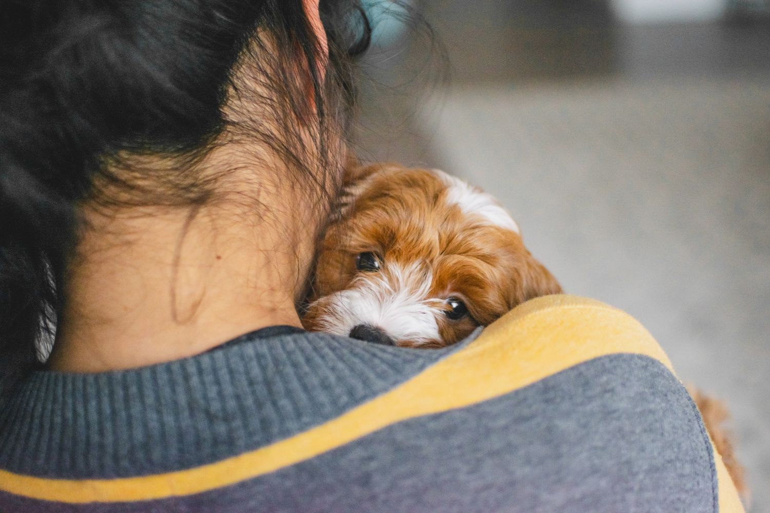 Small brown and white puppy rests chin on owner's shoulder in cozy embrace.