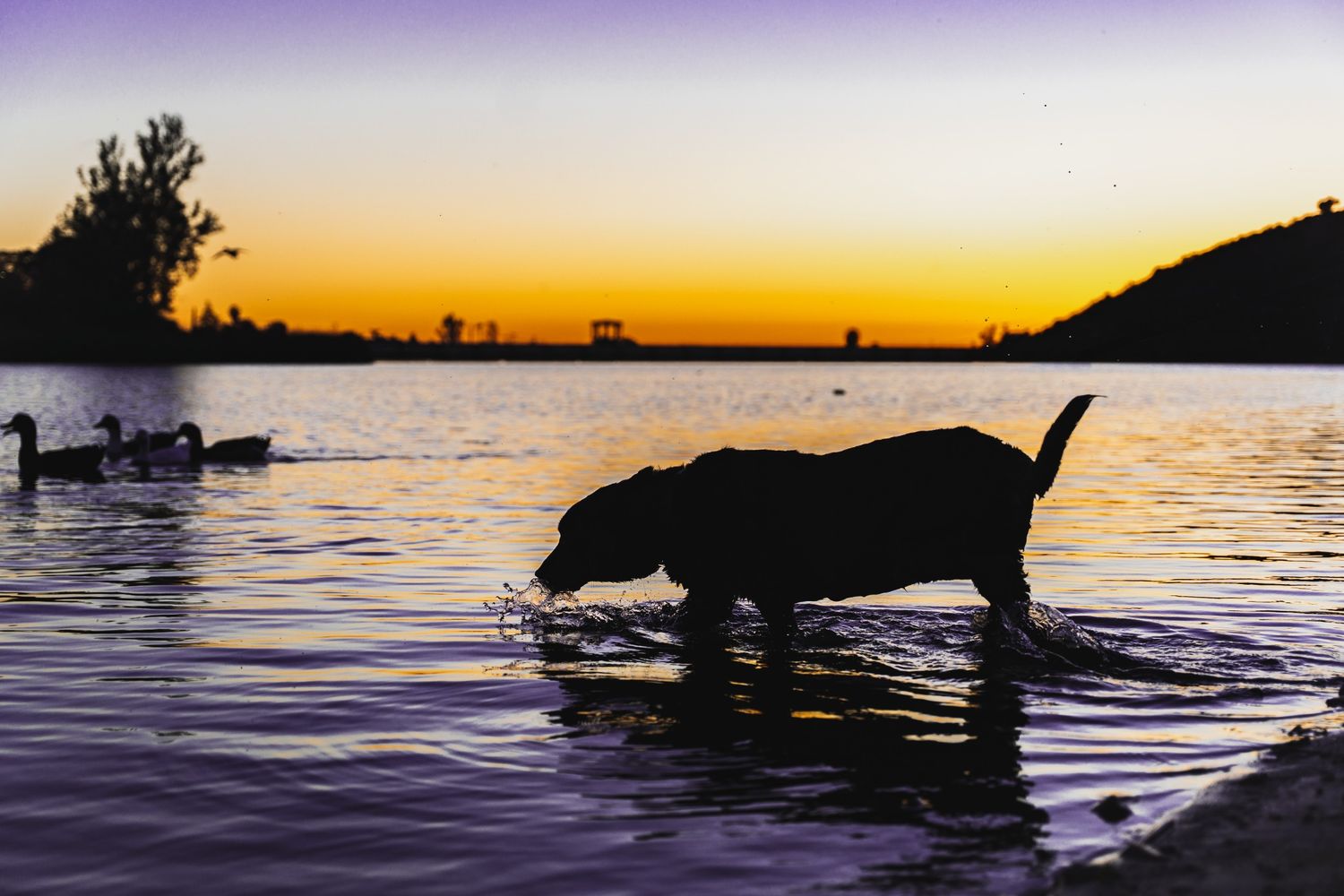 Silhouette of a dog drinking water in a lake at sunset with ducks in the background.