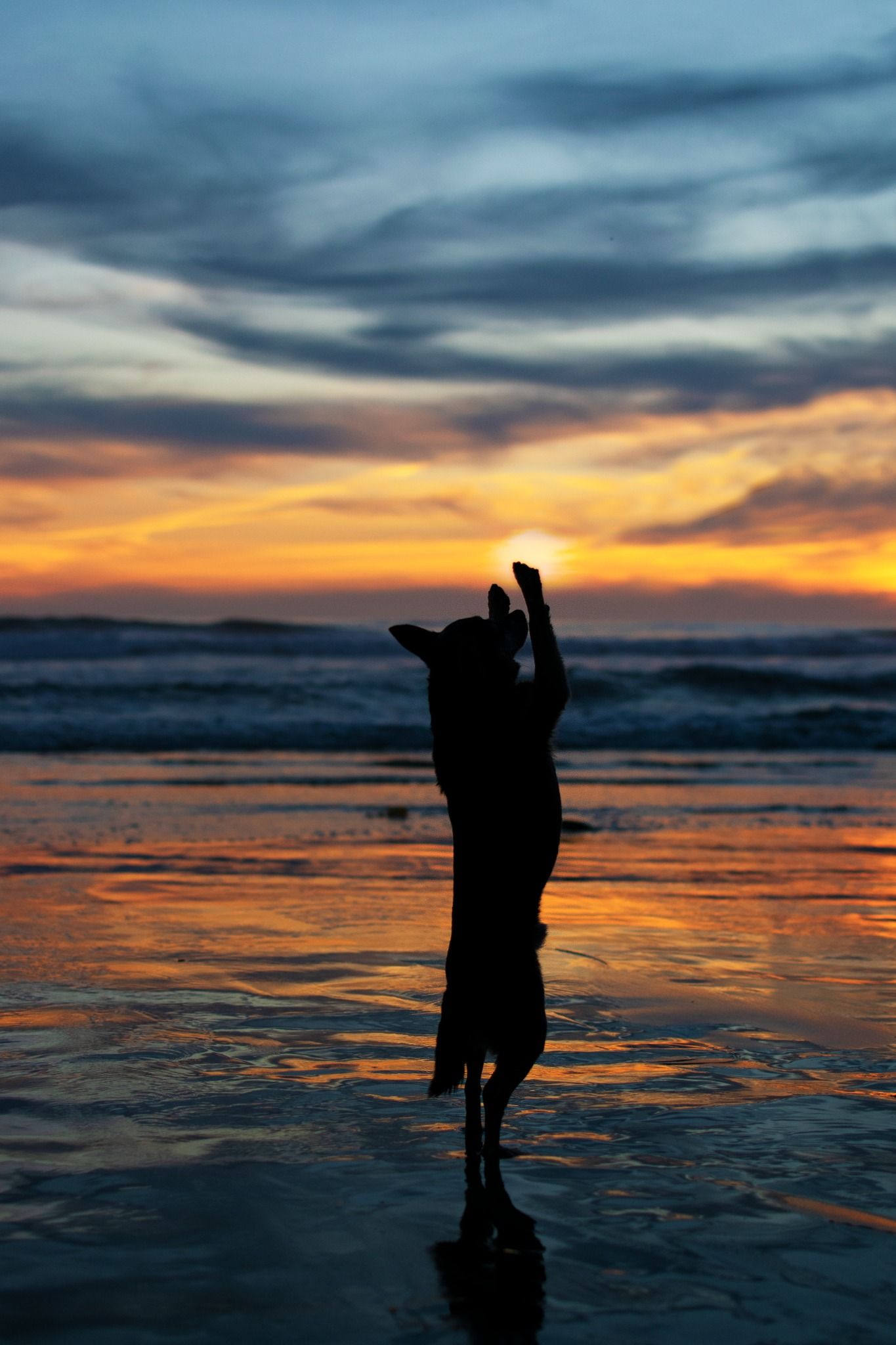 Silhouette of a dog jumping at sunset on a beach with vibrant orange and blue sky reflected on wet sand.