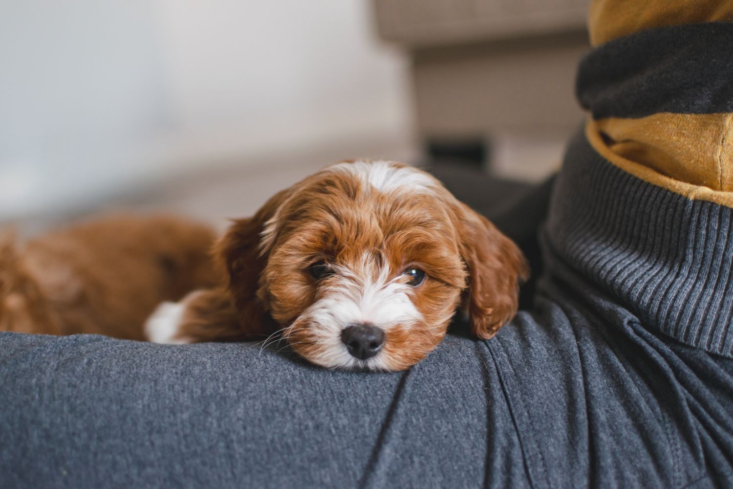 Adorable brown and white Cavapoo puppy resting chin on person's knee while lying on gray couch cushion.