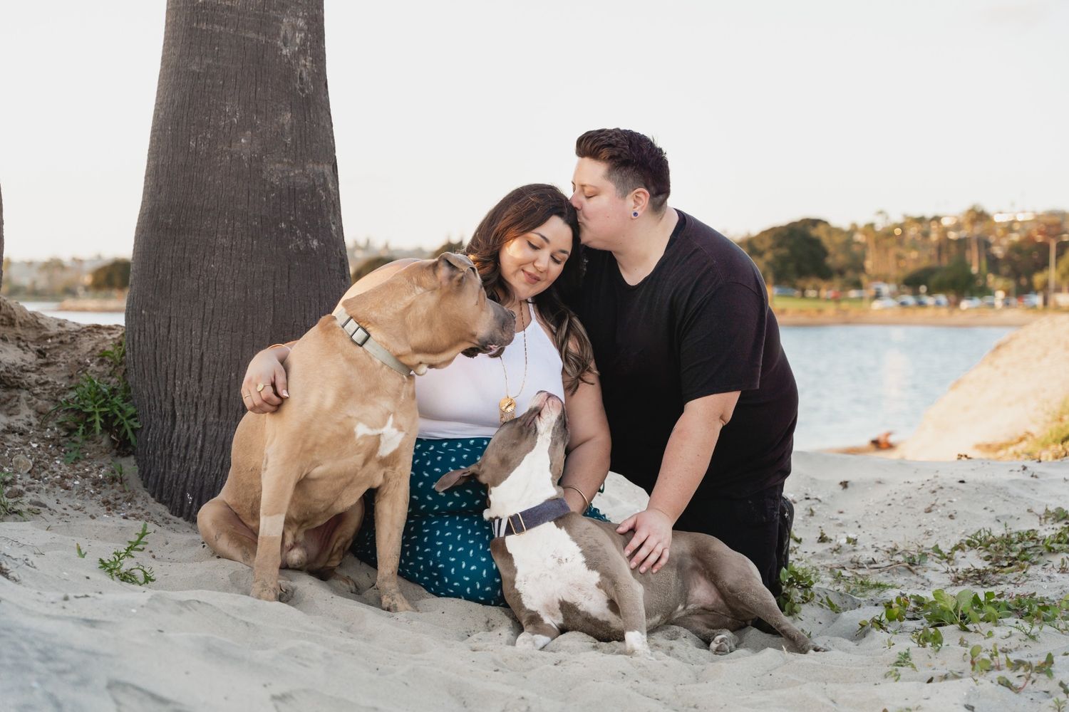 Couple sitting on sandy beach with two dogs near a palm tree and waterfront at golden hour.