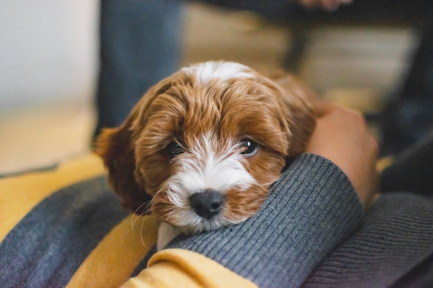 Adorable brown and white cavapoo puppy resting in owner's arms on a cozy yellow blanket.