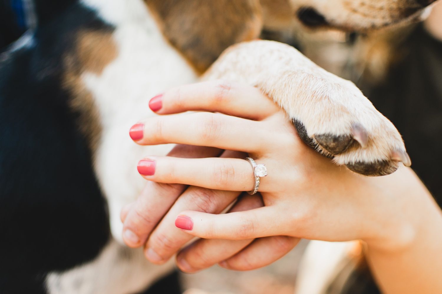 Woman with red nails and diamond ring holds a dog paw in a close-up engagement photo.