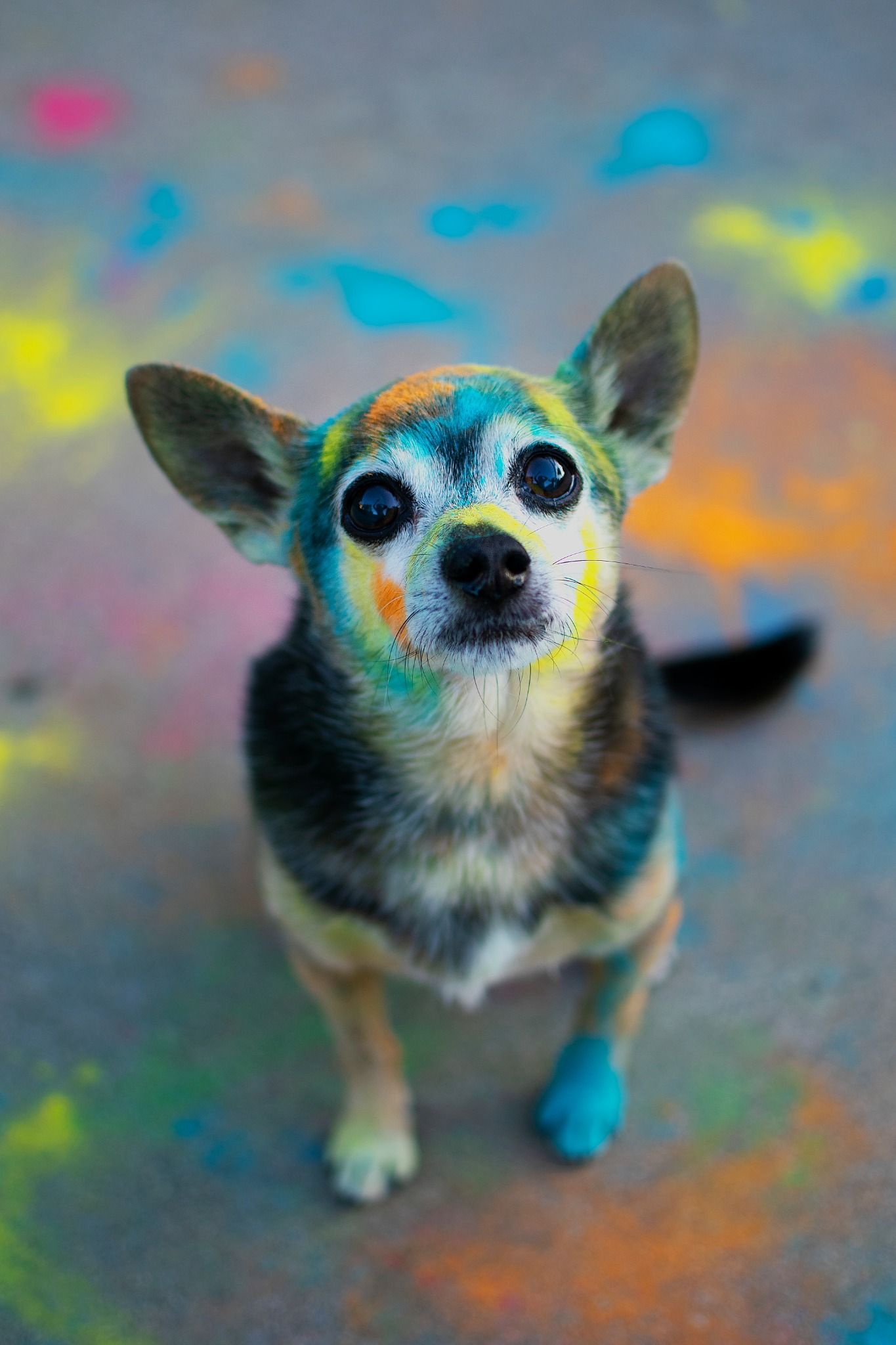 A small Chihuahua dog covered in colorful powder paint, looking up at the camera with wide eyes.