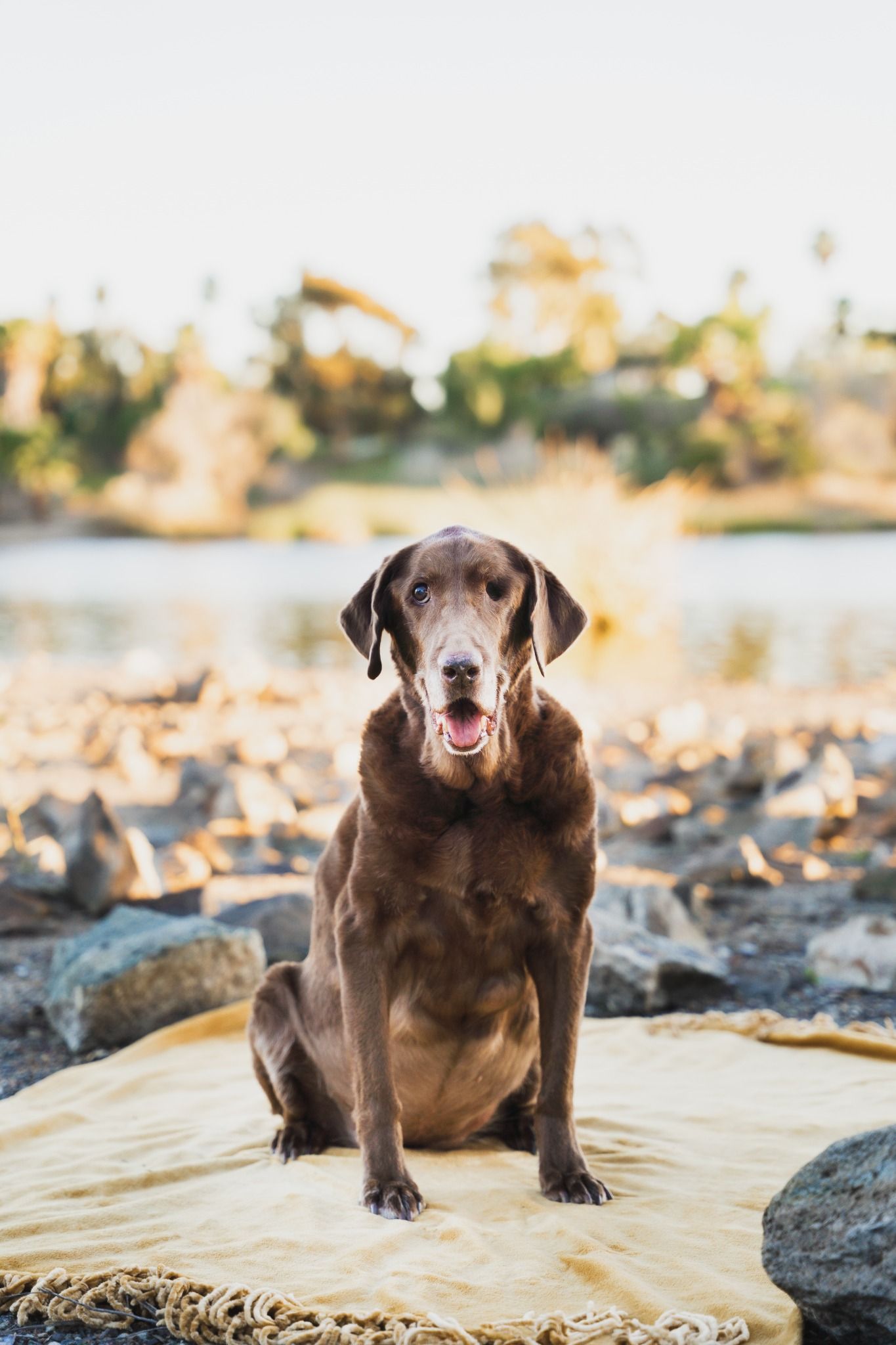 Chocolate Labrador Retriever sitting on a yellow blanket on a rocky lakeside shore during golden hour.