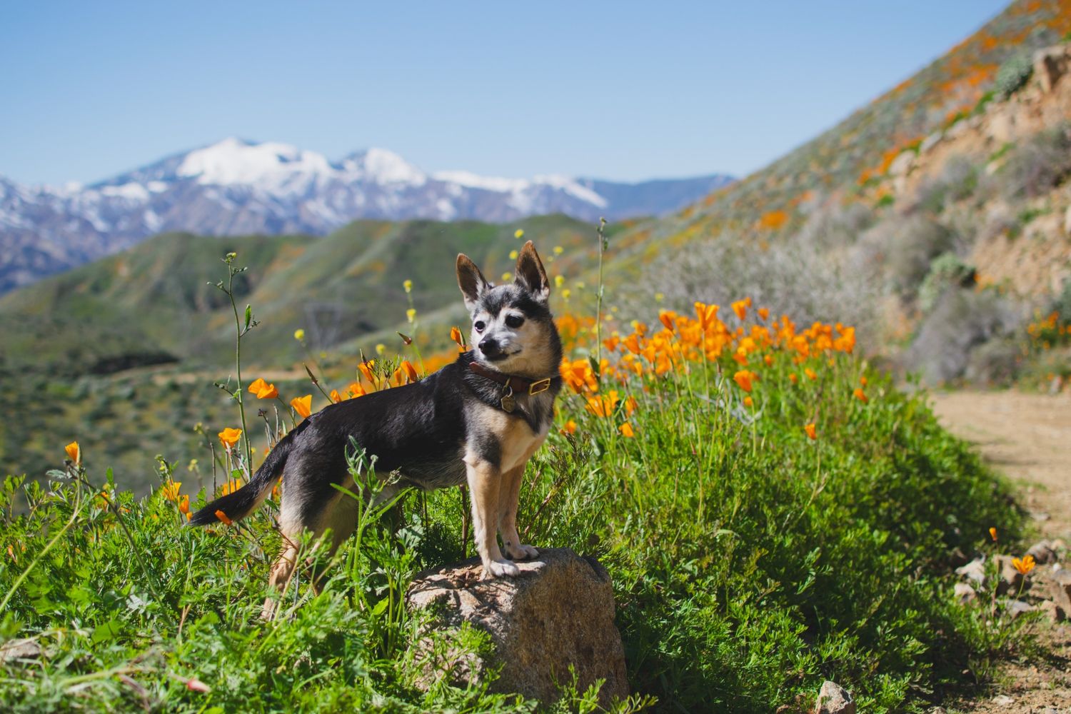 Husky dog standing on rock surrounded by orange wildflowers with snow-capped mountains in background on sunny day.
