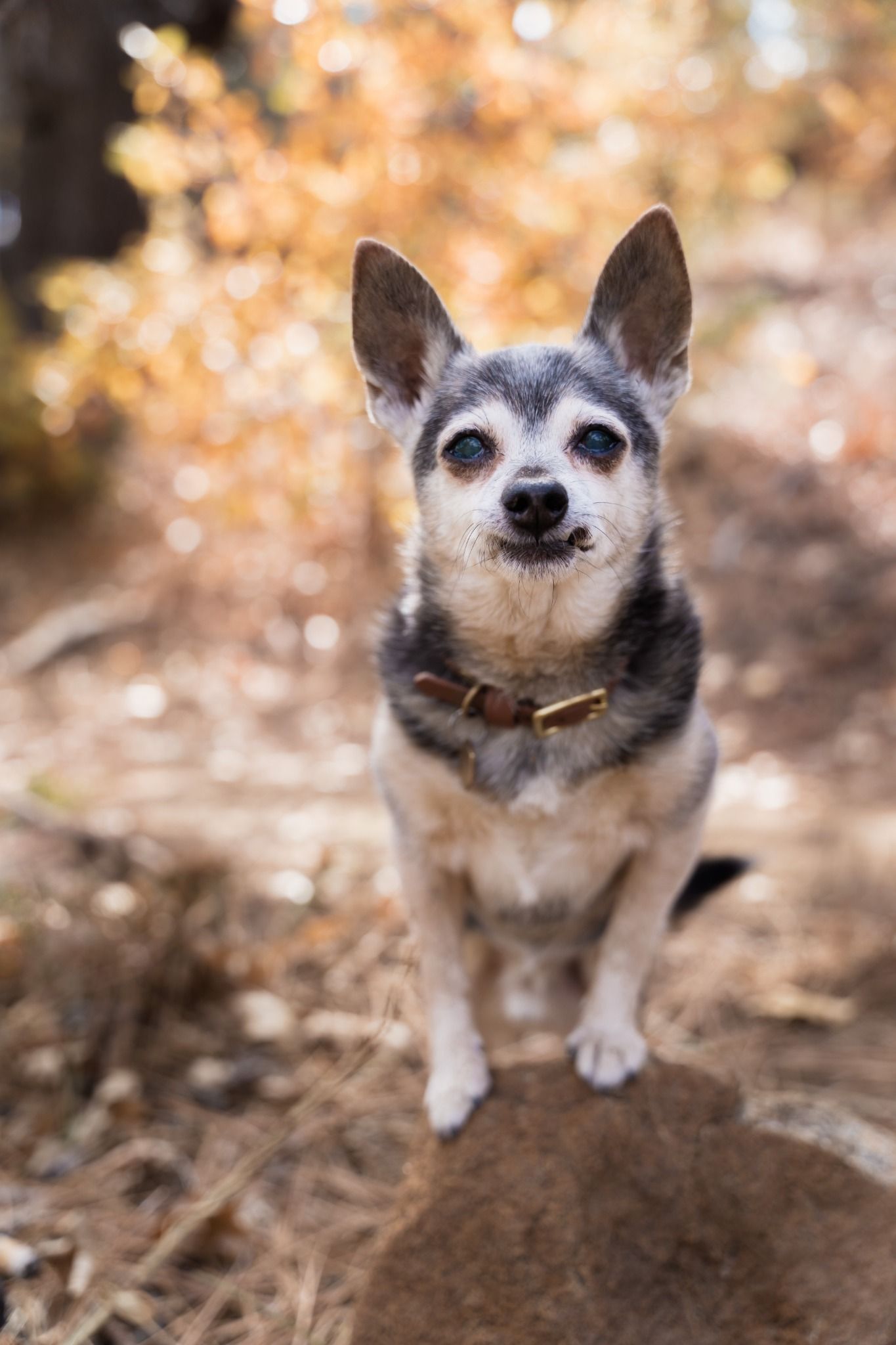 Small gray and white dog with large ears wearing a brown collar sits on a rock in an autumn forest setting.