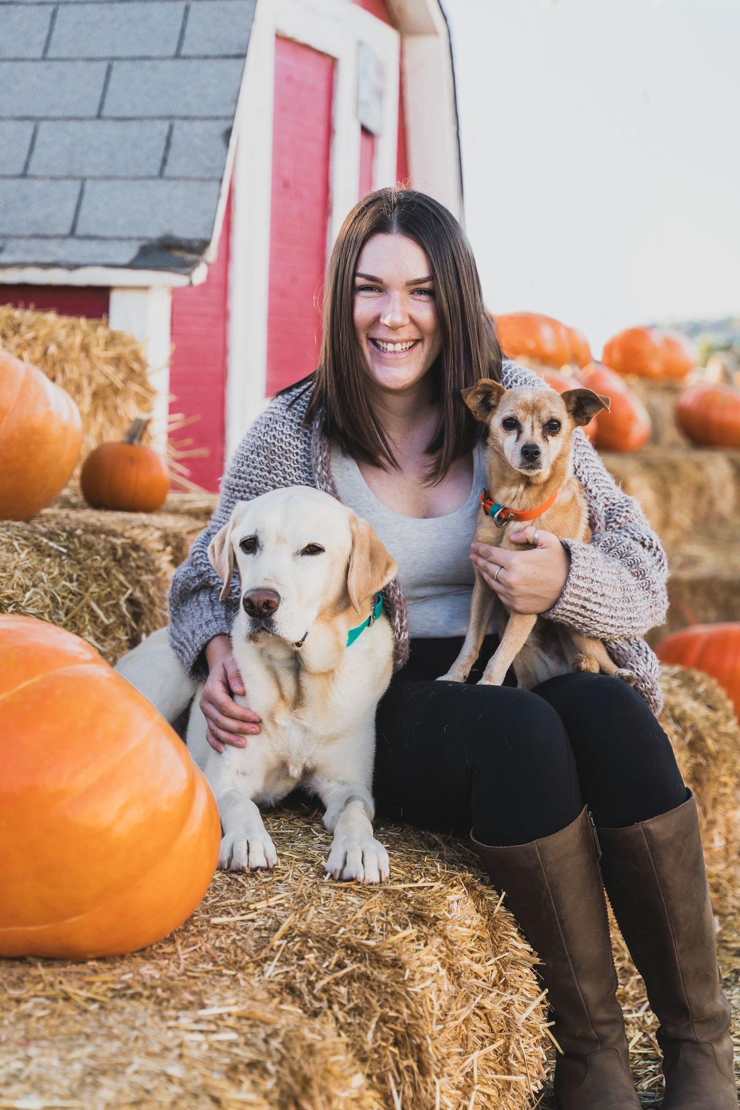 Smiling woman sits on hay bales with yellow lab and chihuahua at pumpkin patch.
