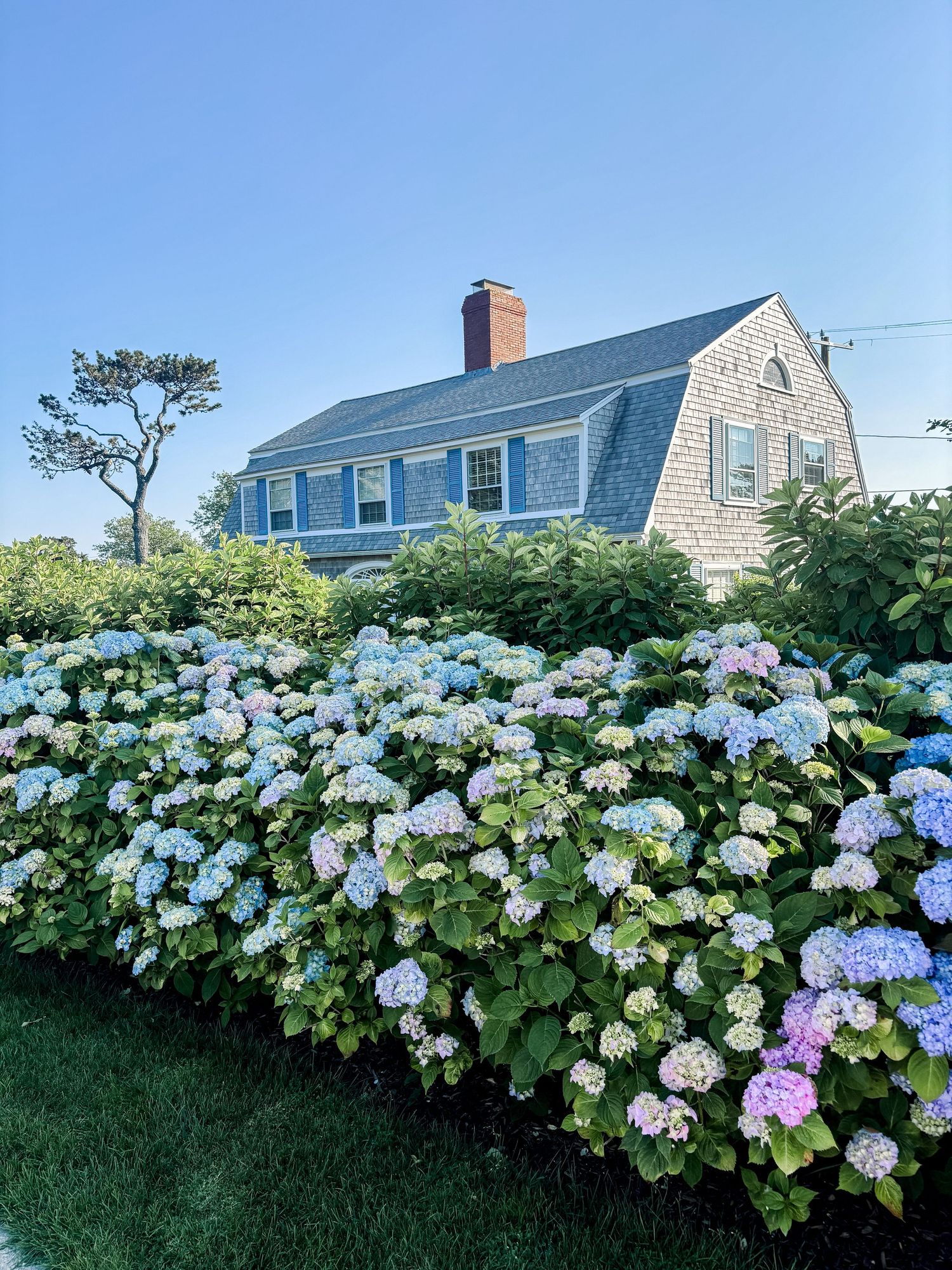 Cape Cod style house surrounded by blooming blue and white hydrangeas under a clear blue sky.