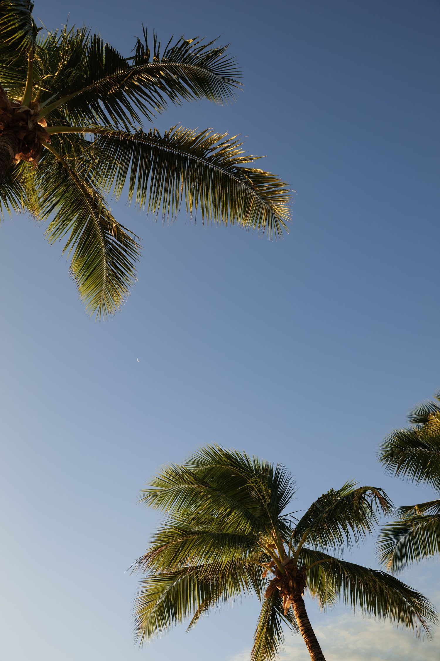 Fiji destination wedding photography capturing a couple celebrating by the ocean