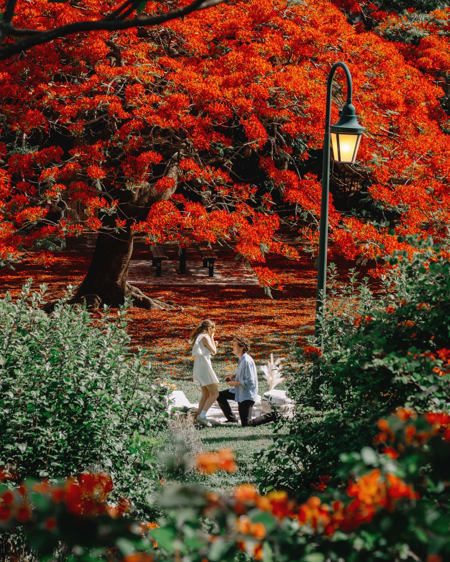 A couple shares a romantic proposal moment surrounded by vibrant red flowering trees in a lush park.