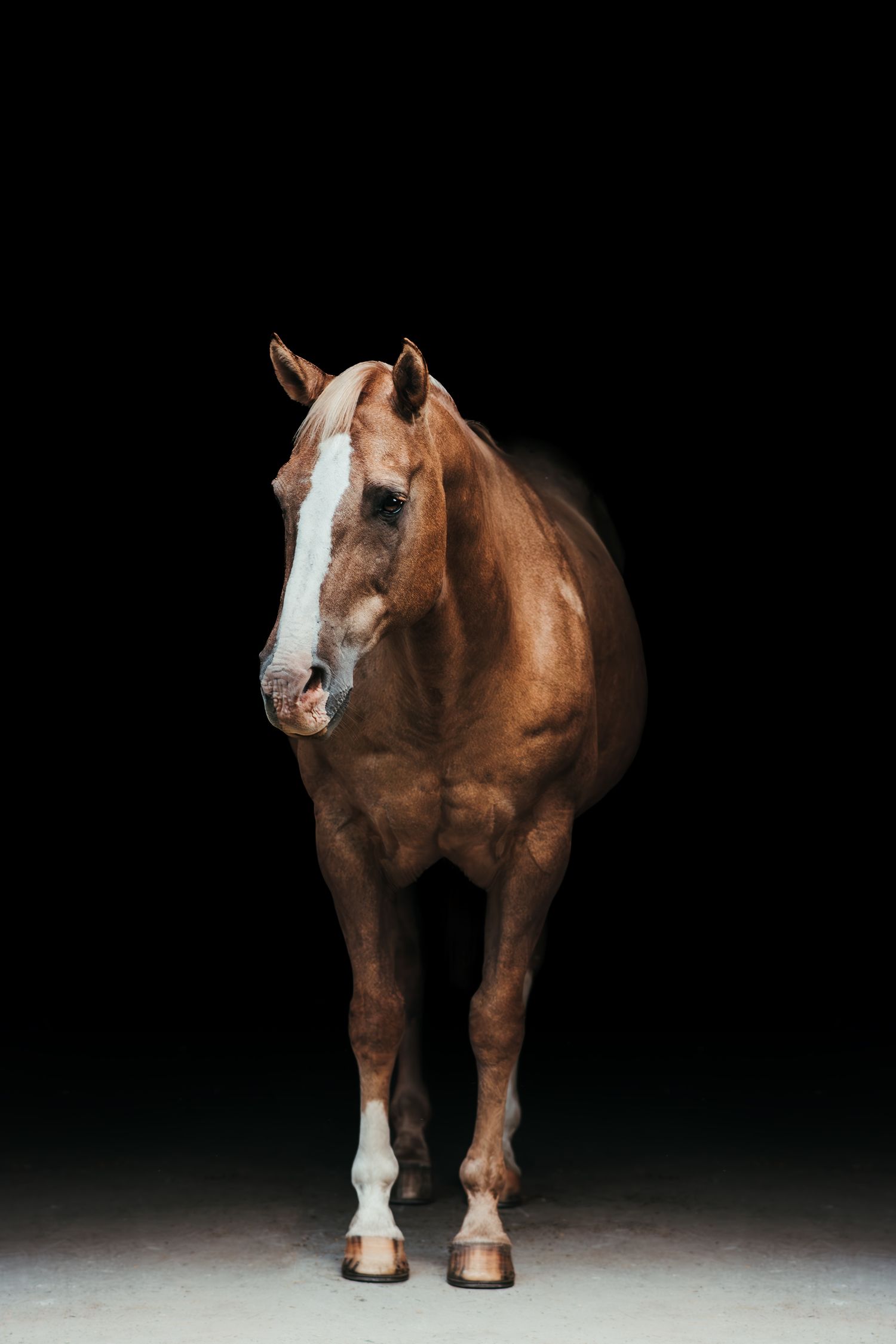 A chestnut horse with a white blaze stands against a dark black background on a light gray floor.