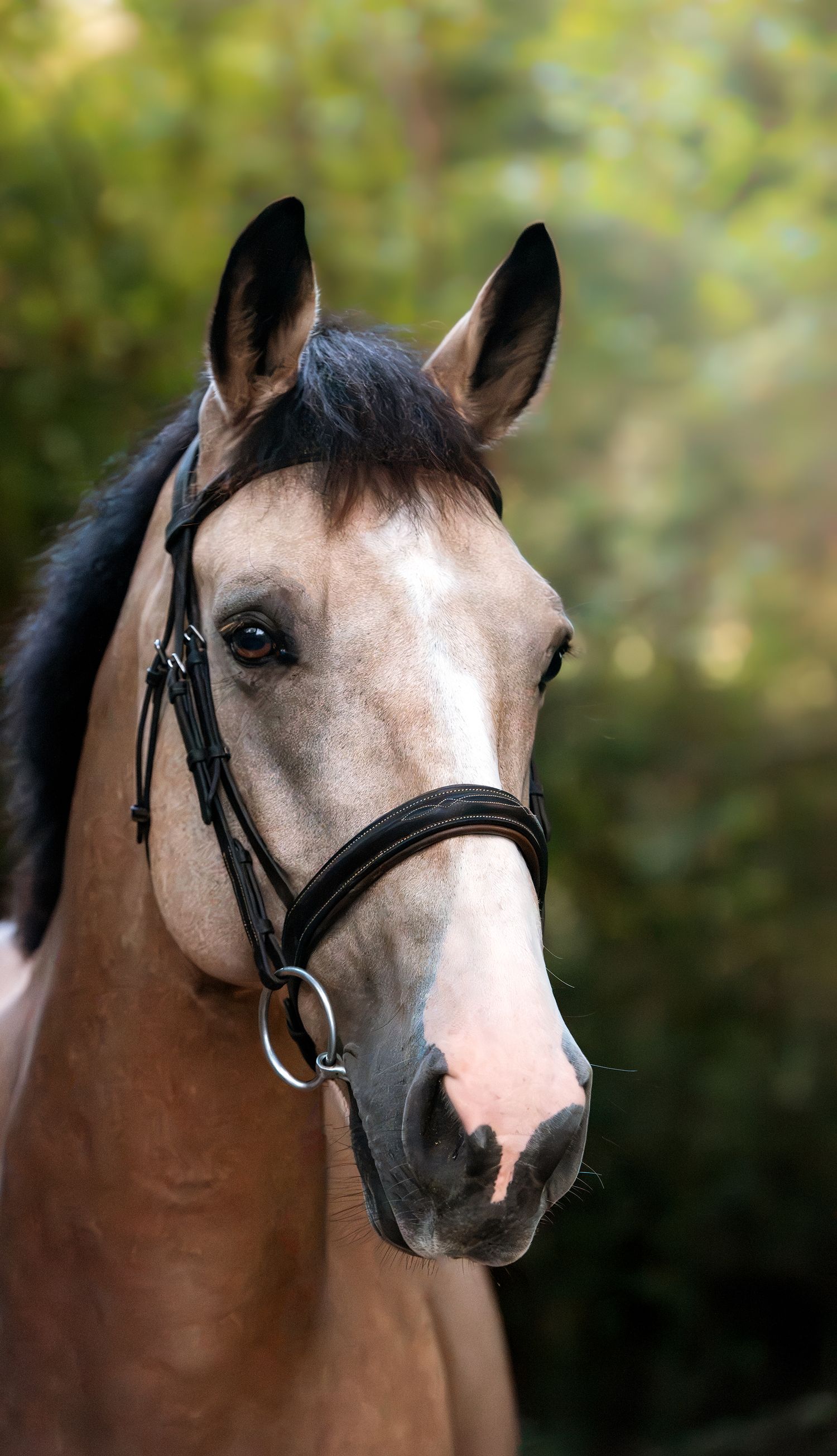 Buckskin horse head portrait wearing black bridle with soft green bokeh forest background.