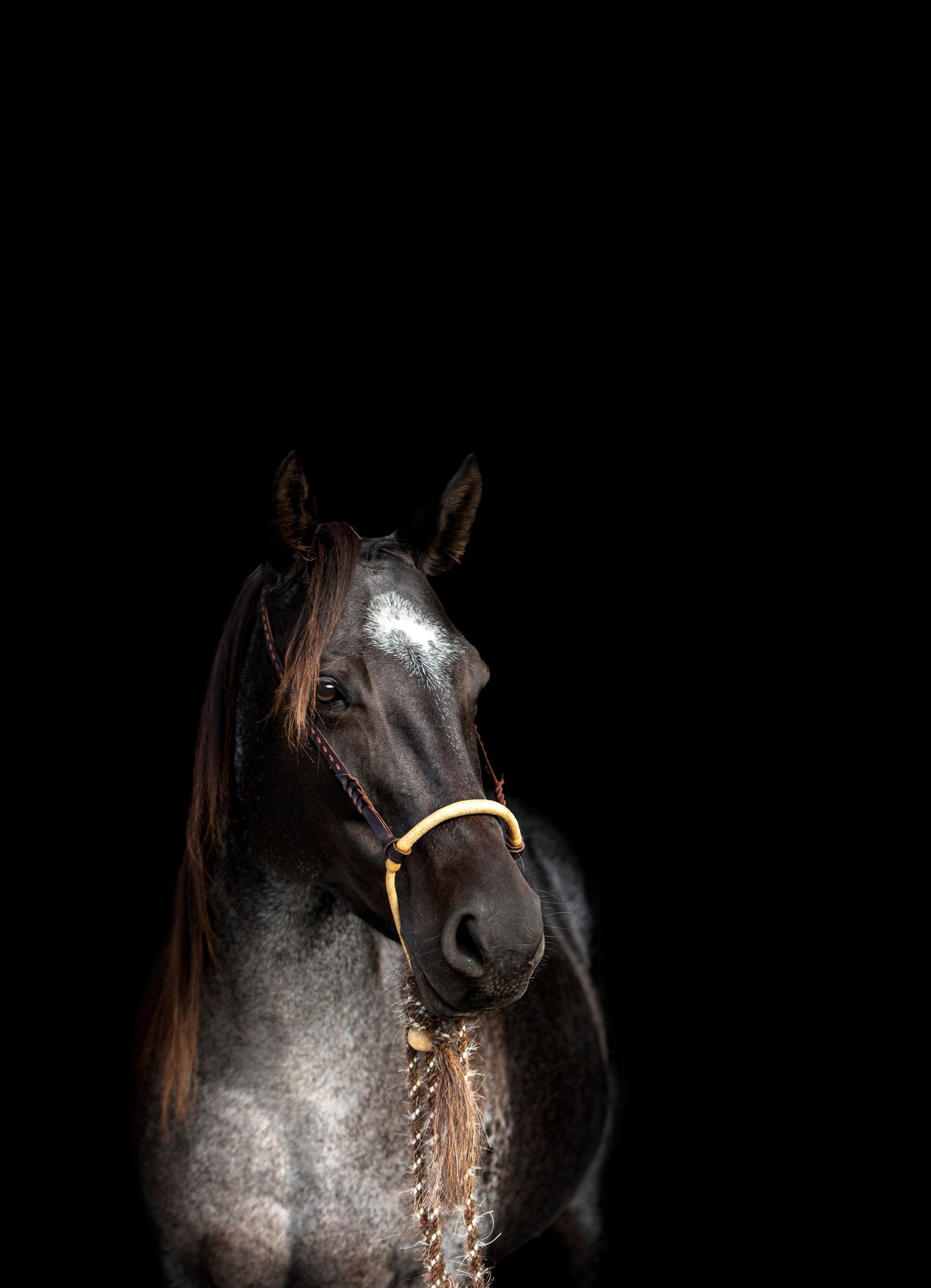 Blue roan horse with a white blaze and braided rope halter stands in a studio portrait against a solid black background.