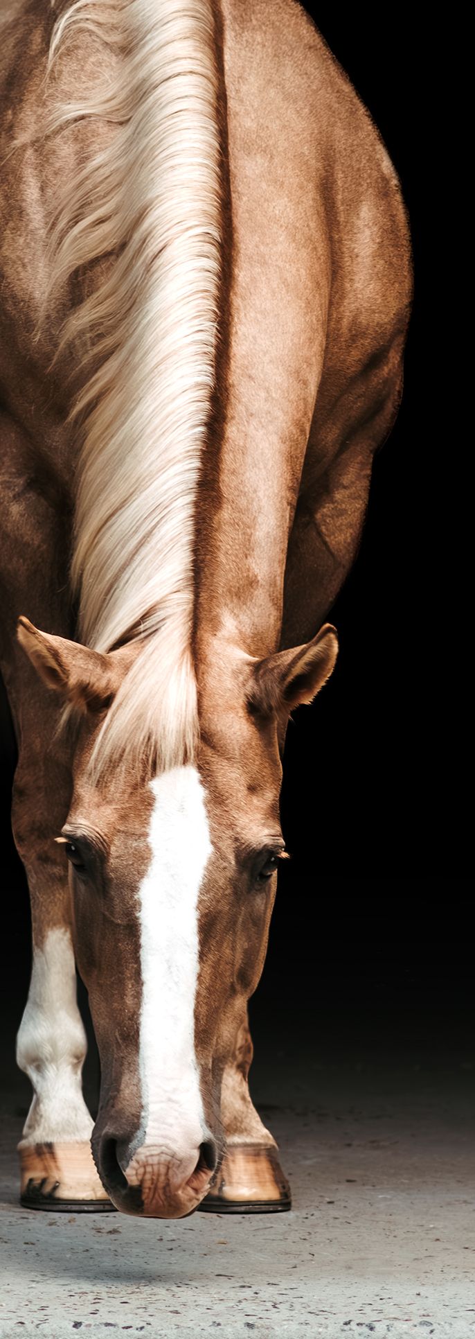 A chestnut horse with a white blaze bends its head down, showcasing its flowing flaxen mane against a dark background.
