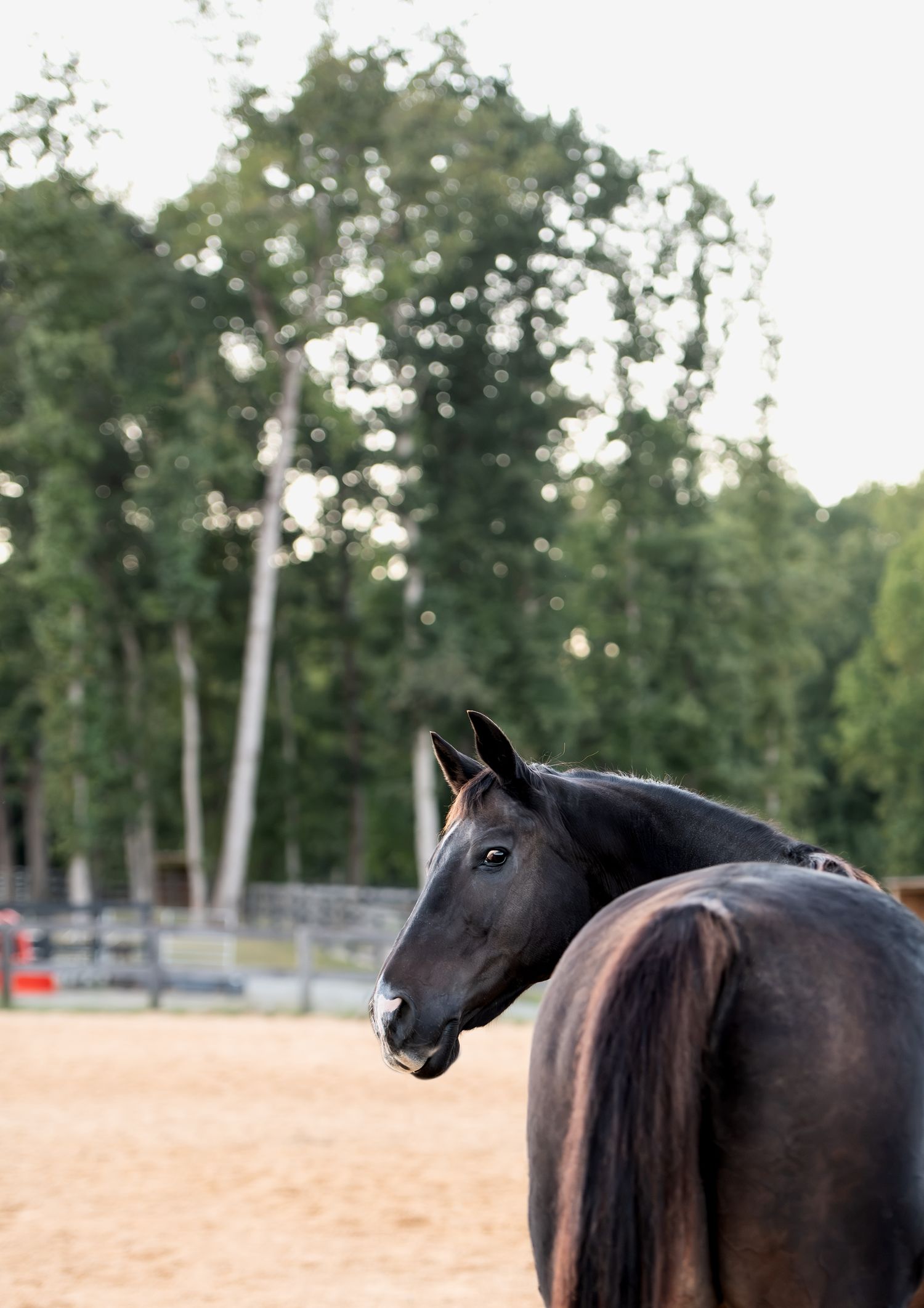 A dark black horse stands in a sandy arena, looking back gracefully, with lush green trees in the background.