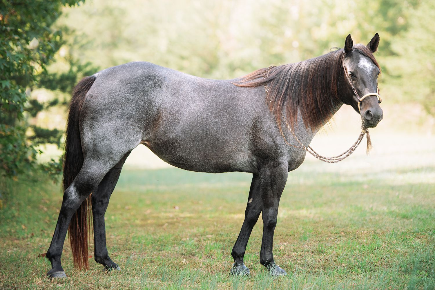 Blue roan horse with a dark mane and tail wearing a halter and rope, standing in profile on a green grassy field with trees behind.