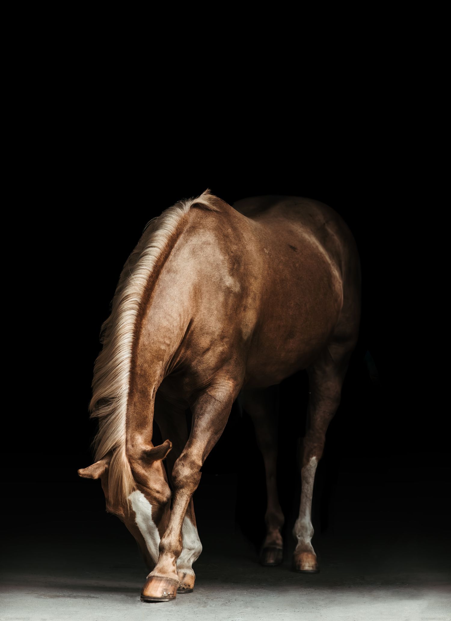 A brown horse with a white mane grazes gracefully against a dramatic black background in a studio portrait.