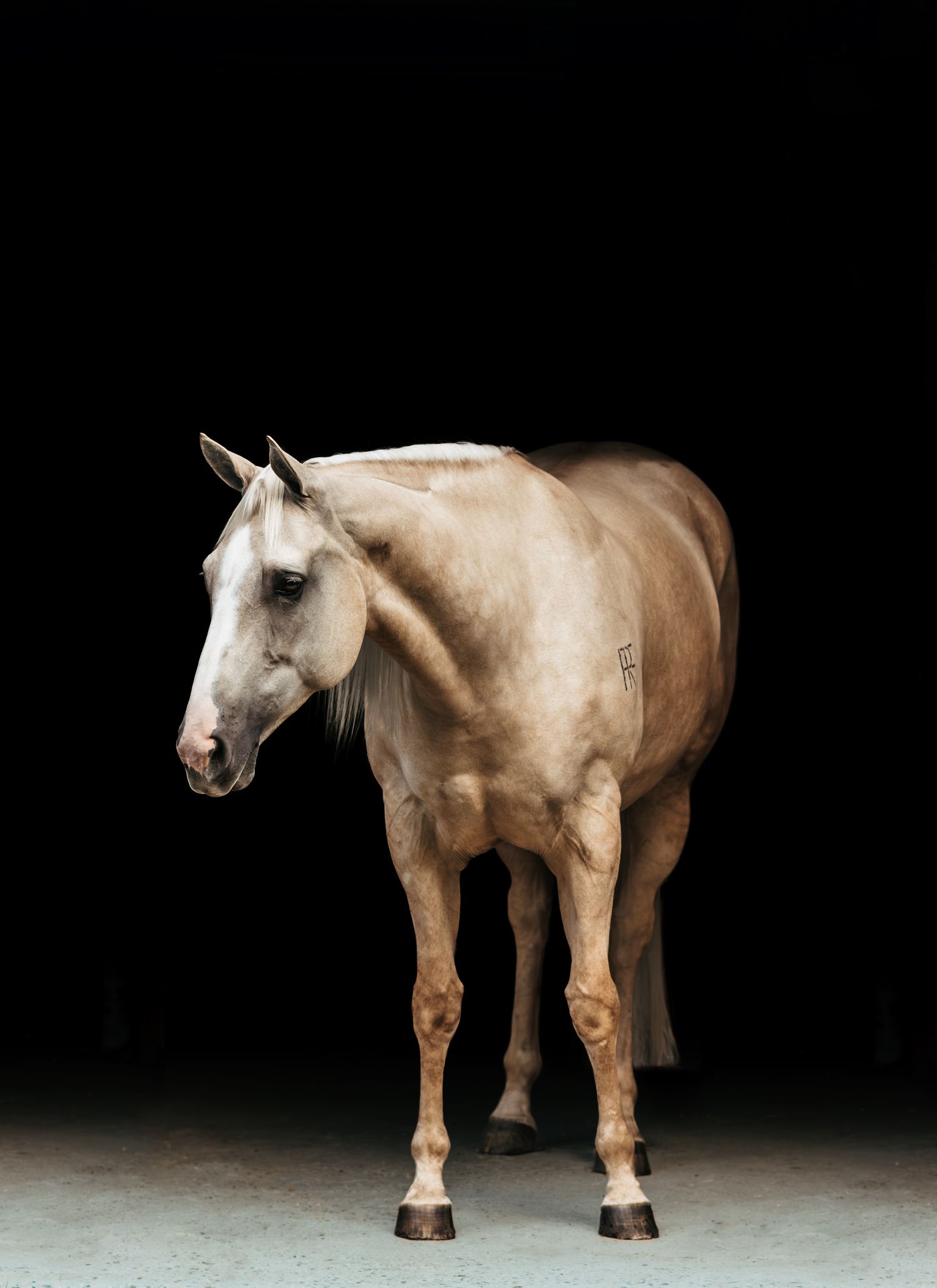 Elegant palomino horse standing against a dramatic black background in studio portrait.
