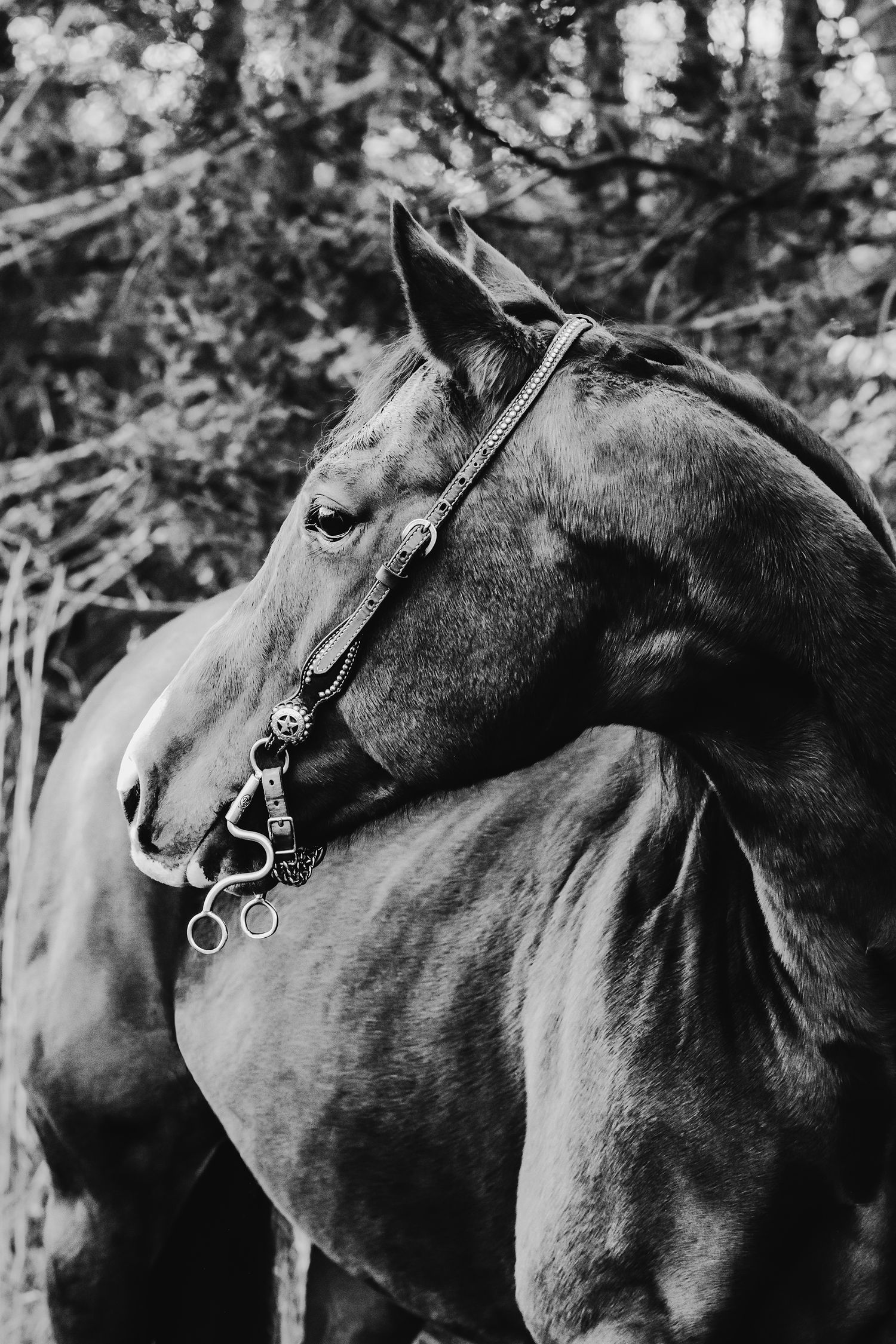 Black and white portrait of dark horse with bridle standing among trees.