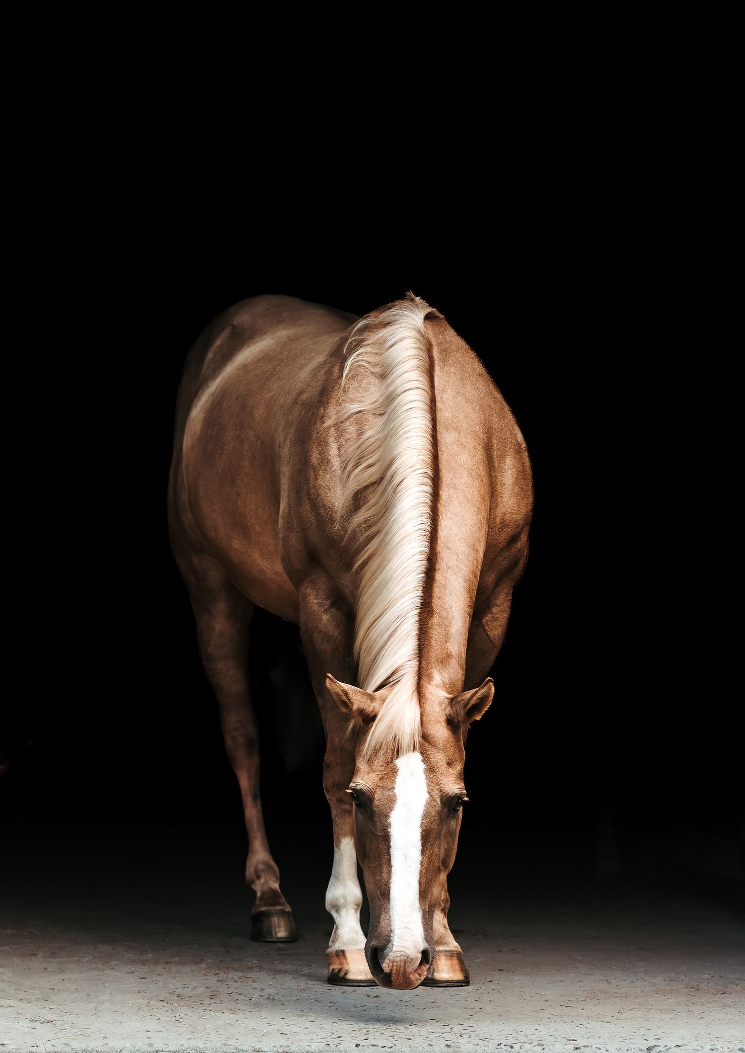 A chestnut horse with a white blaze grazes with head down against a dramatic black background.