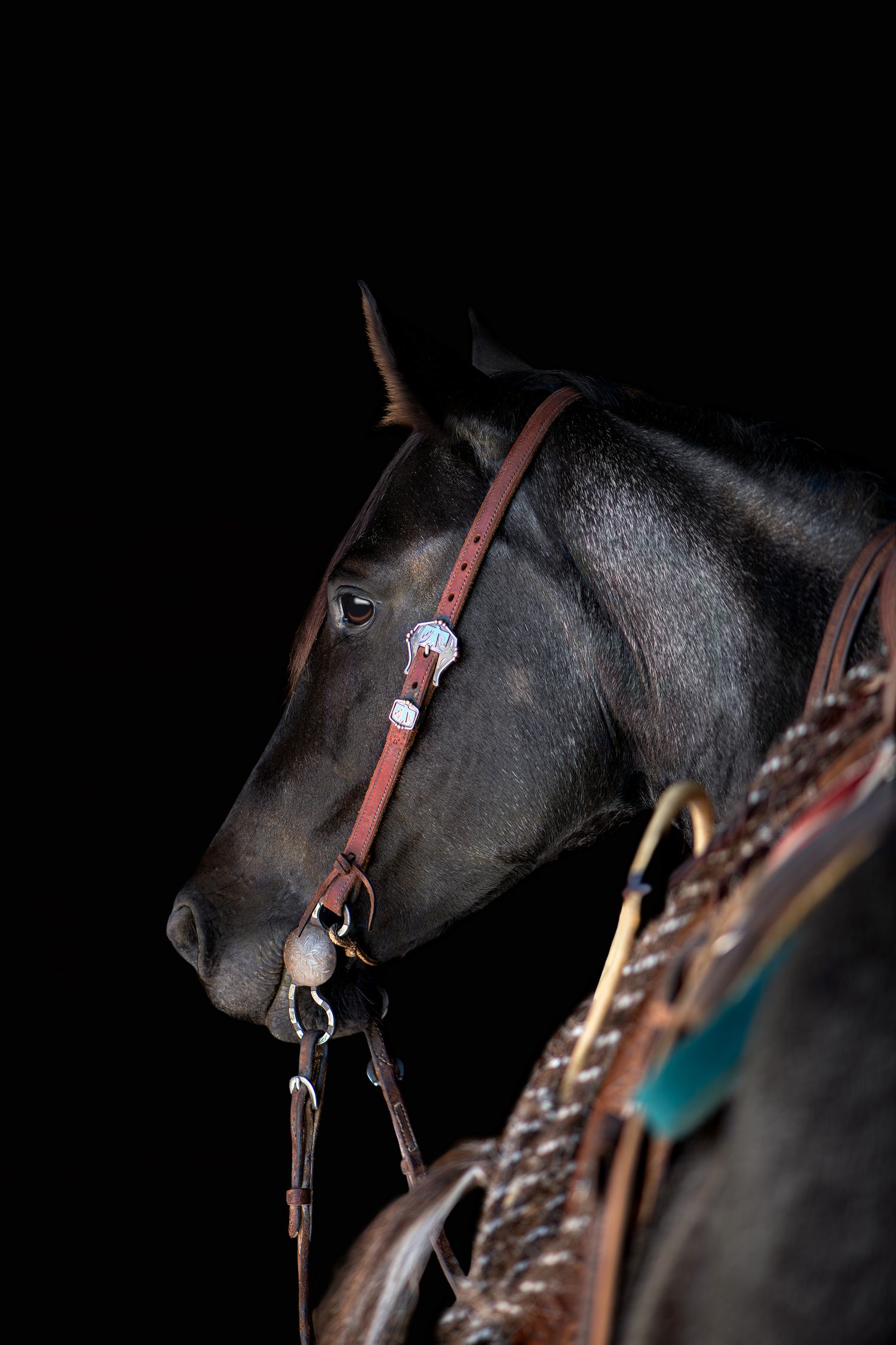 Dark black horse with Western leather bridle and silver concho detail, saddled and posed against black background.