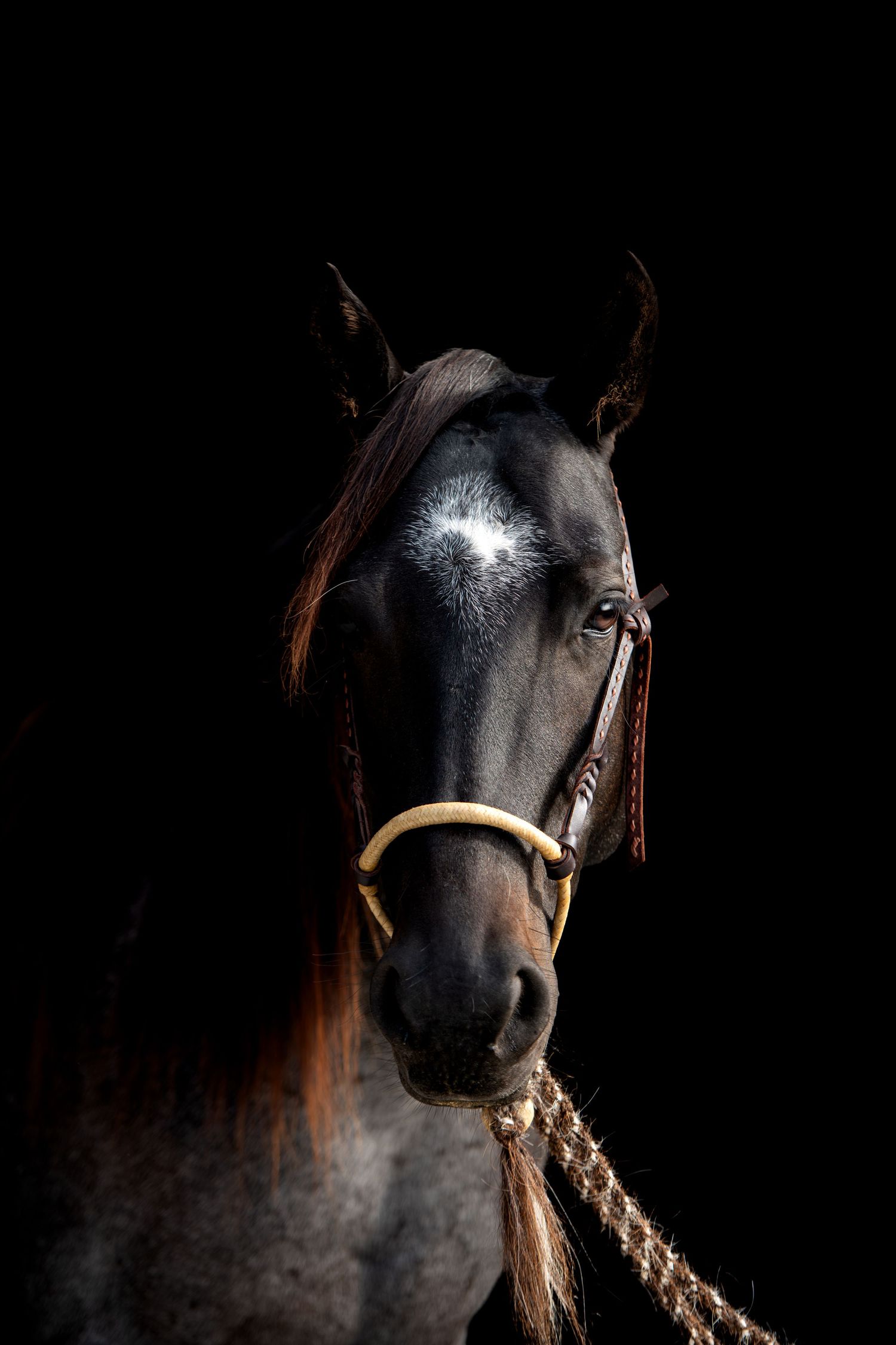 Dark roan horse with a white star marking, rope halter and flowing reddish mane, portrait against a black studio background.