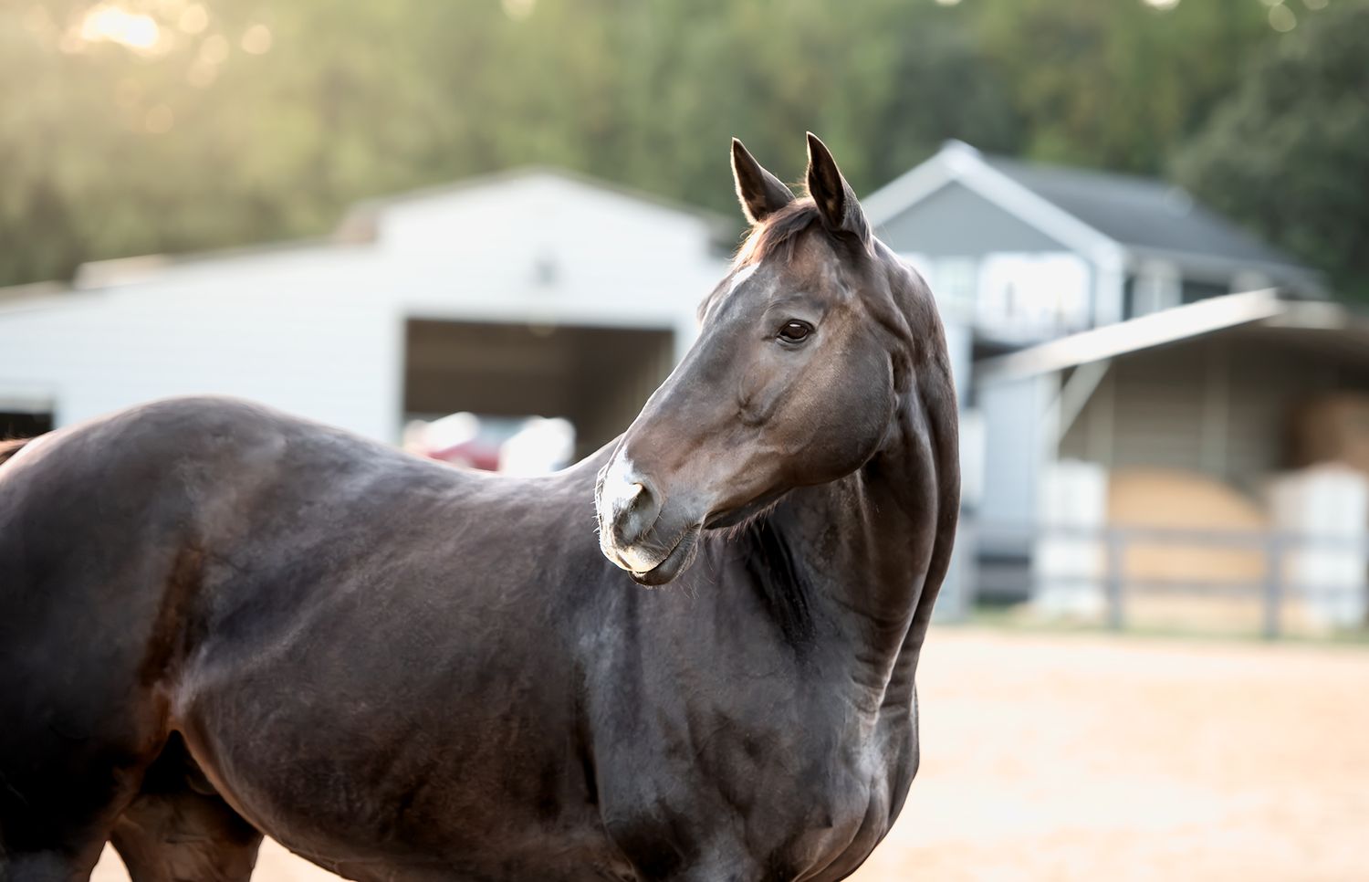 A sleek dark bay horse stands alert in a sandy paddock with a barn and trees in the soft background light.