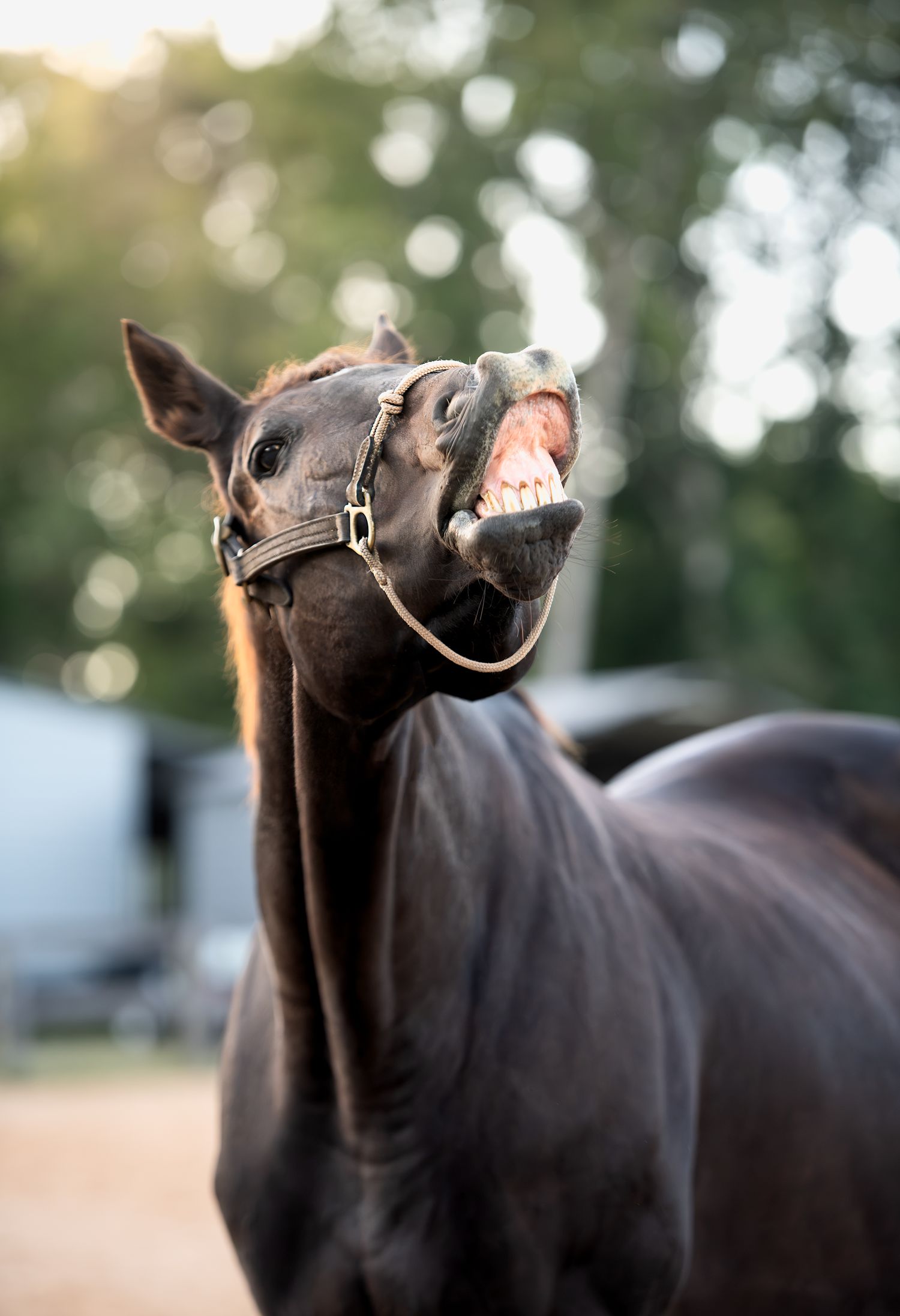 Dark bay horse making a funny open-mouthed expression in golden evening sunlight.