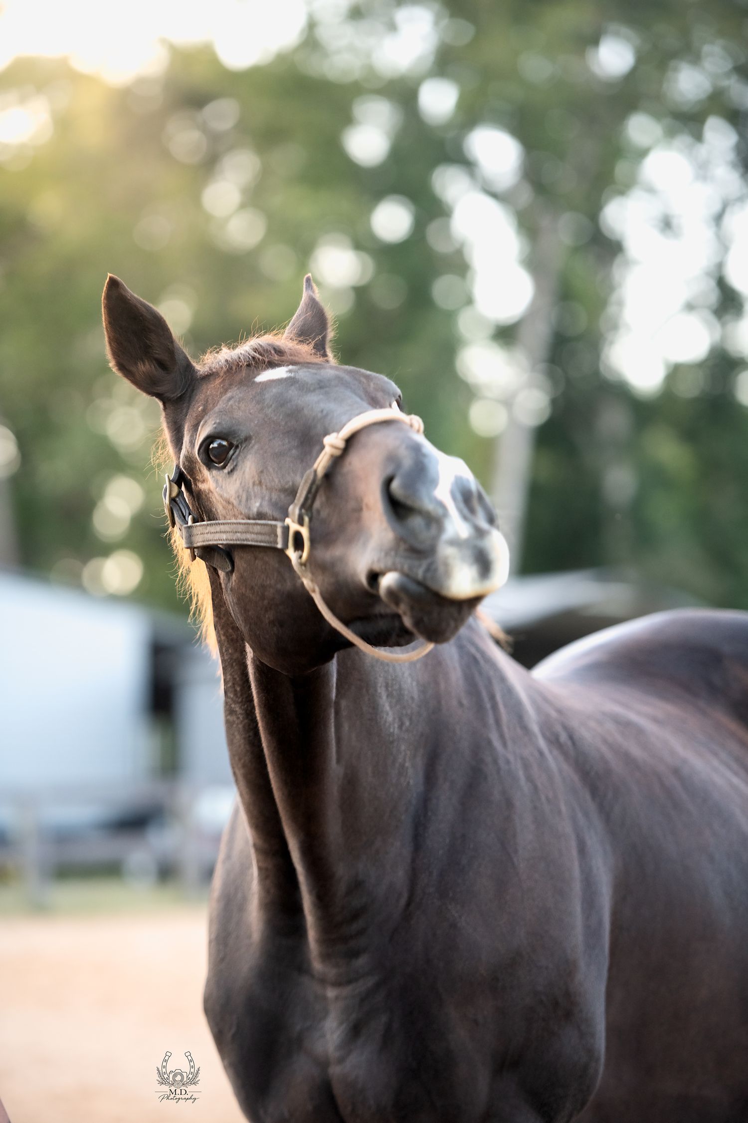 A dark bay horse wearing a white halter poses outdoors with a playful expression, surrounded by lush green trees.